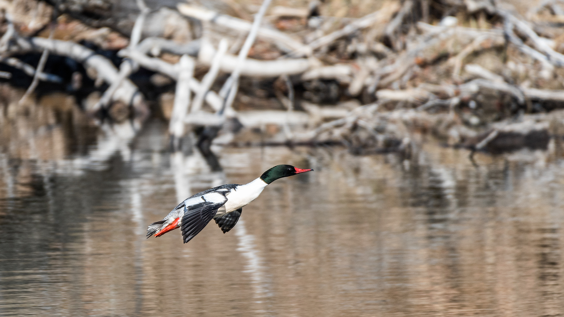 Common Merganser (male) in flight at the Inglewood Bird Sanctuary & Nature Centre, Calgary, Alberta