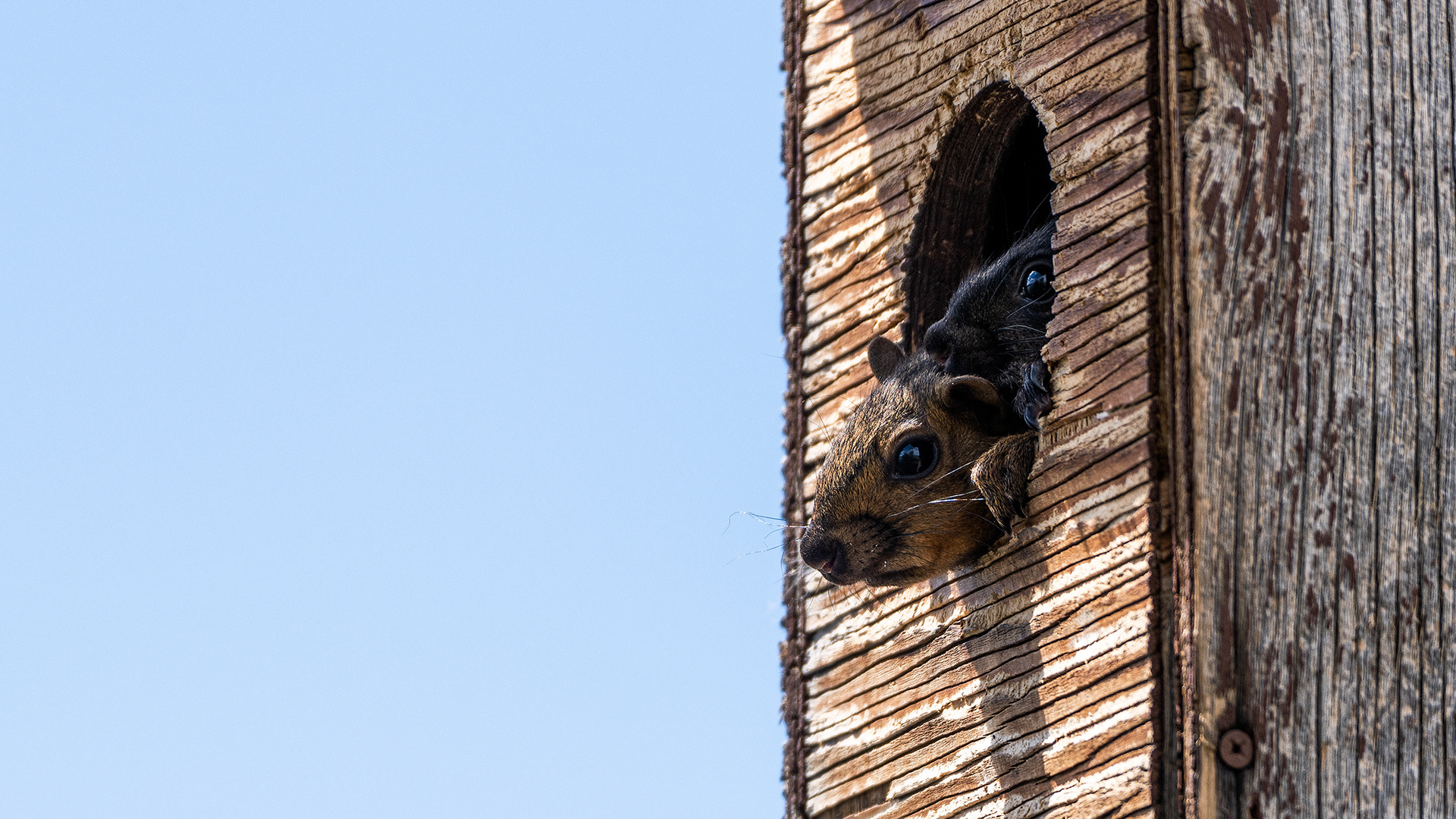 Squirrels peeking out of a commandeered birdhouse at Bridlewood Wetlands Park, Calgary, Alberta