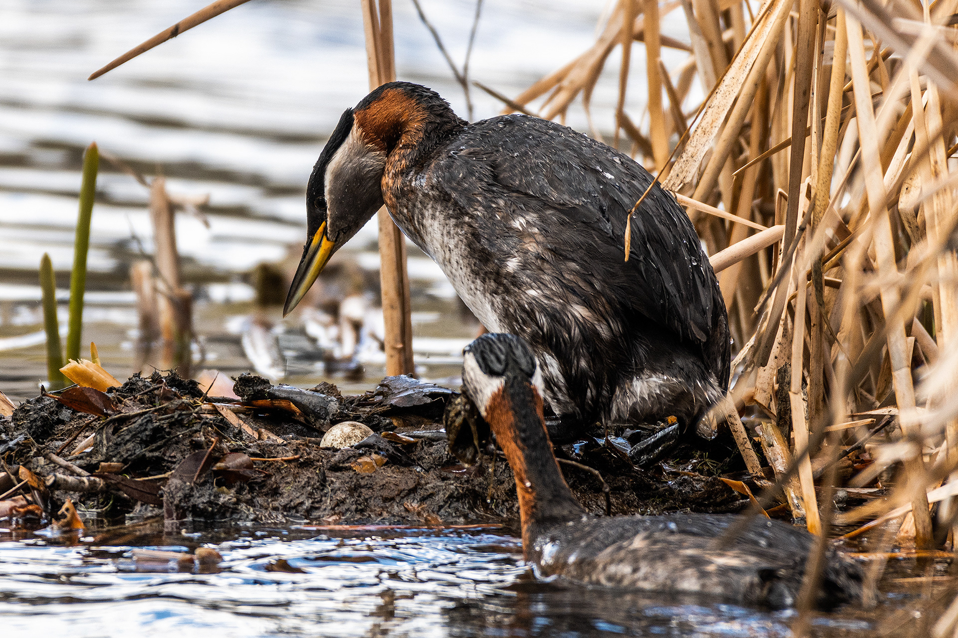 Red-necked Grebes doing some maintenance on the nest at Bridlewood Wetlands Park, Calgary, Alberta