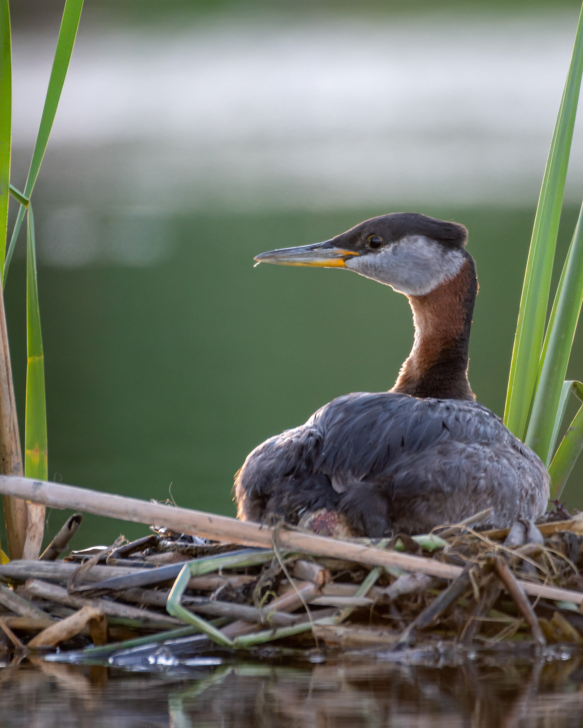 Red-necked Grebe, Marshall Springs ponds, Fish Creek Provincial Park, Calgary, AB
