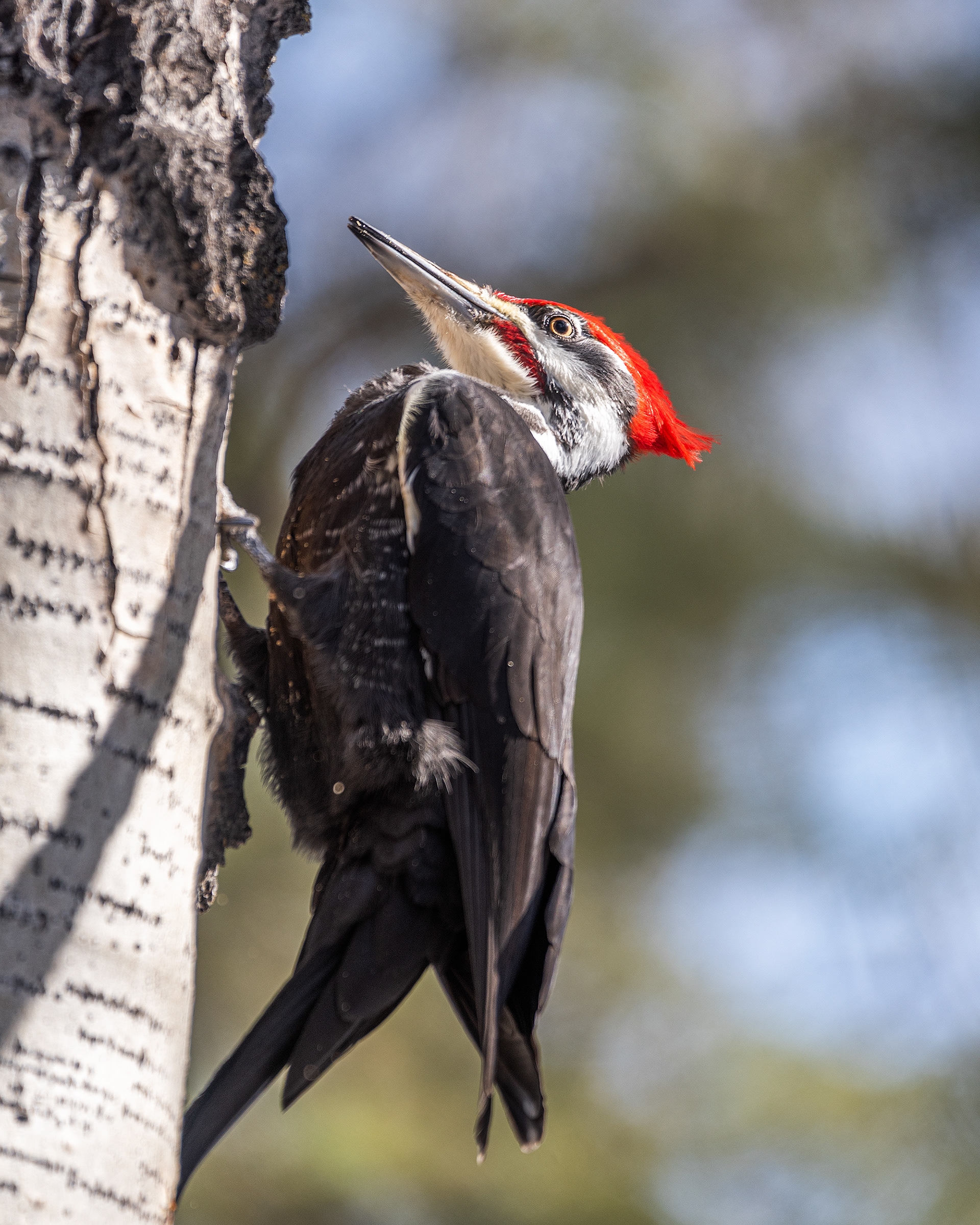 Pileated Woodpecker (male) near Marshall Springs in Fish Creek Provincial Park