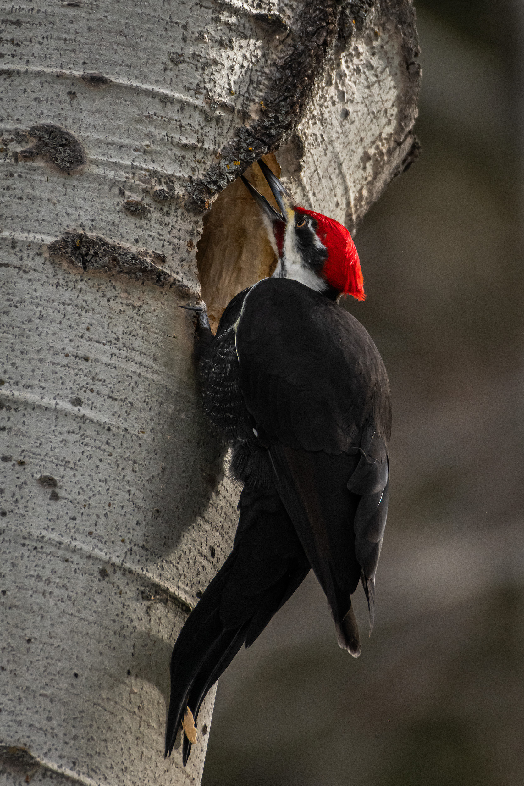 Pileated Woodpecker (male), near Marshall Springs, Fish Creek Provincial Park, Calgary, AB