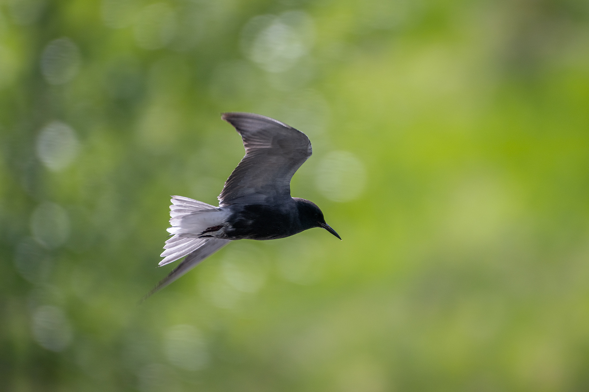 Black Tern (in flight), Marshall Springs ponds, Fish Creek Provincial Park, Calgary, AB