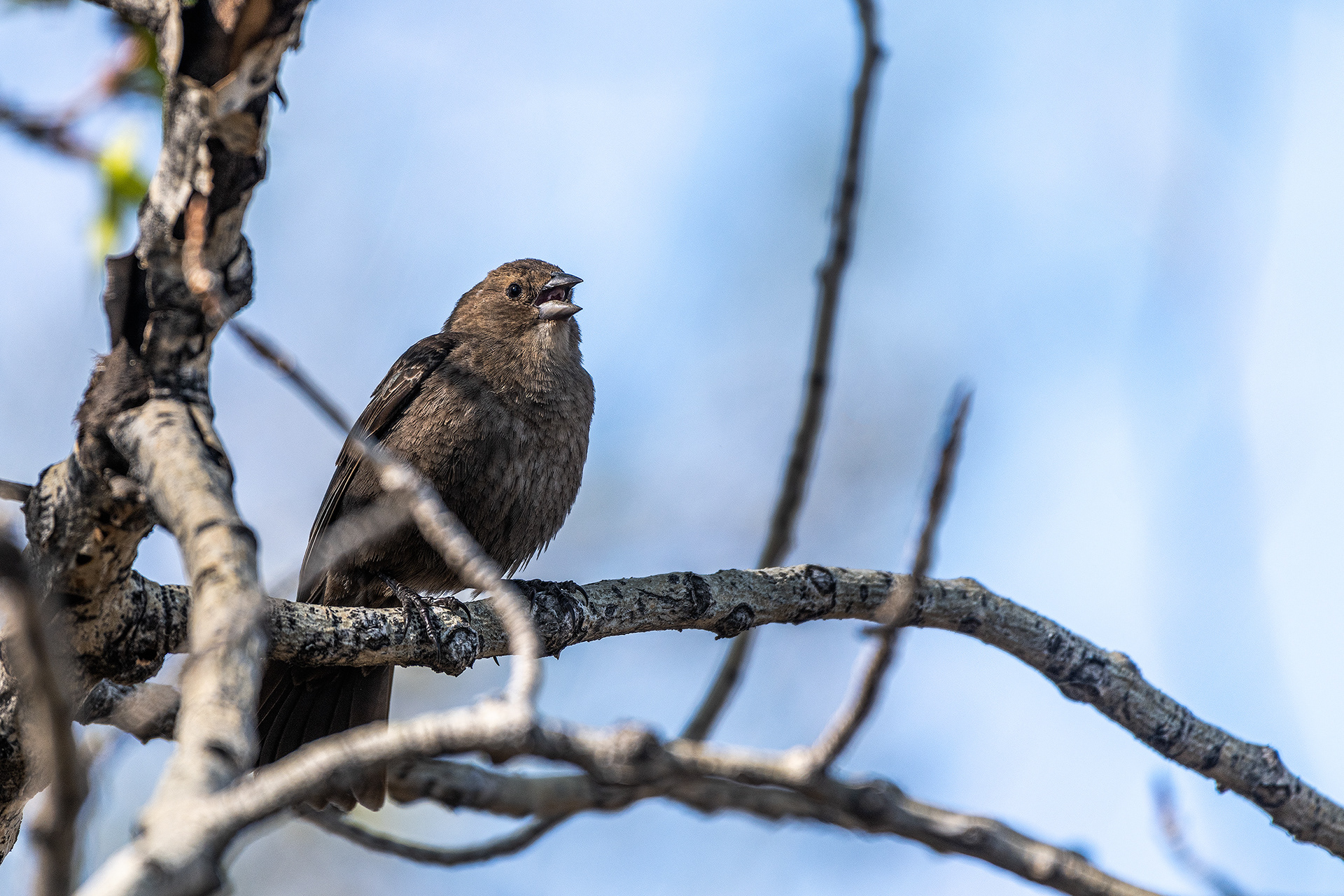 Brown-headed Cowbird (female) at Boat Launch Day Use Area, Fish Creek Provincial Park, Calgary, Alberta