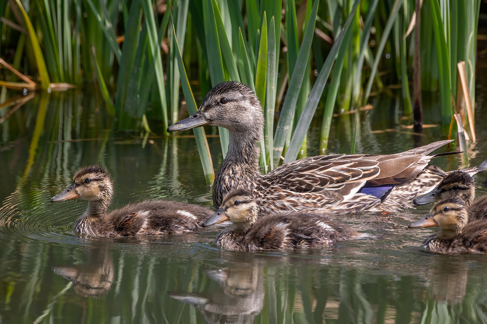 Mallard family, Marshall Springs ponds, Fish Creek Provincial Park, Calgary, AB