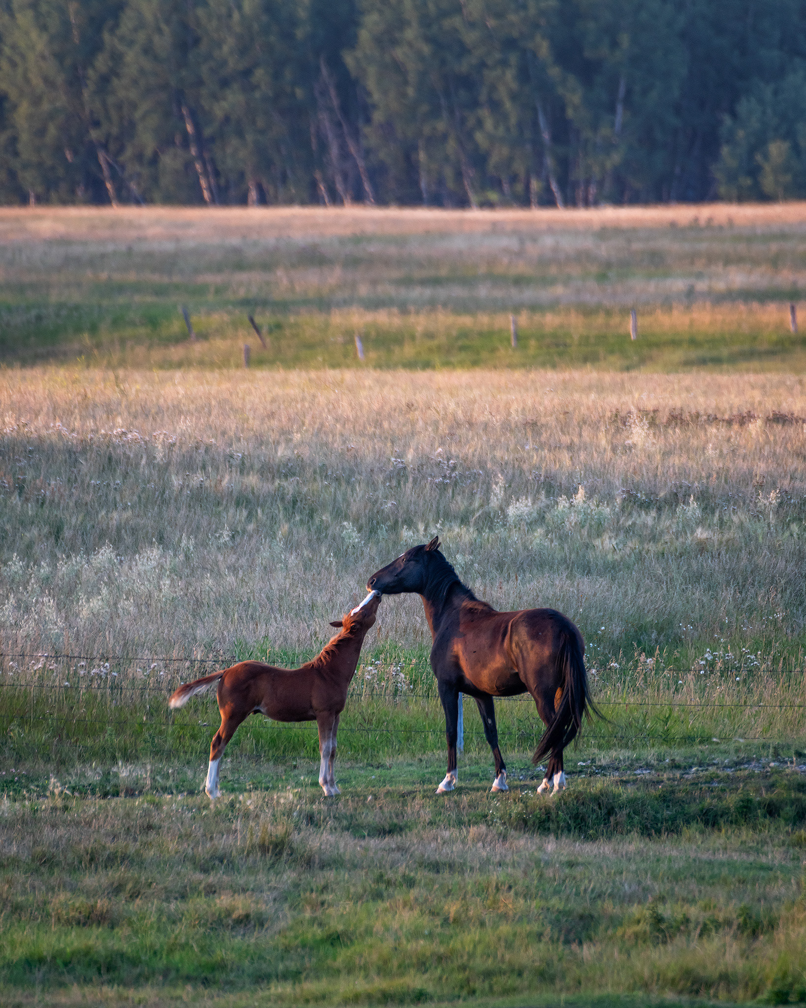 Horses, Foothills, AB