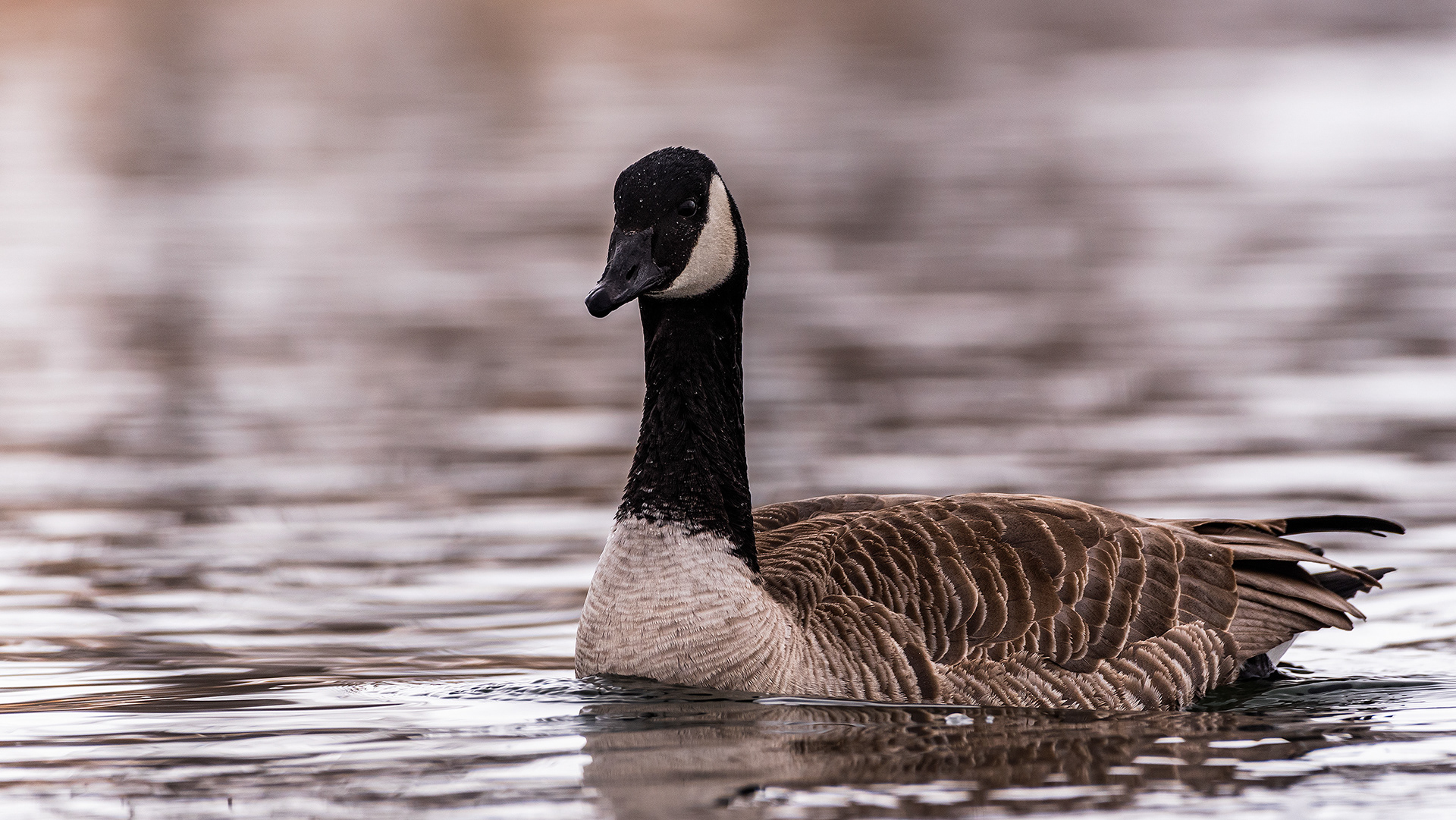 Canada Goose near Mallard Point, Fish Creek Prov. Park, Calgary, AB