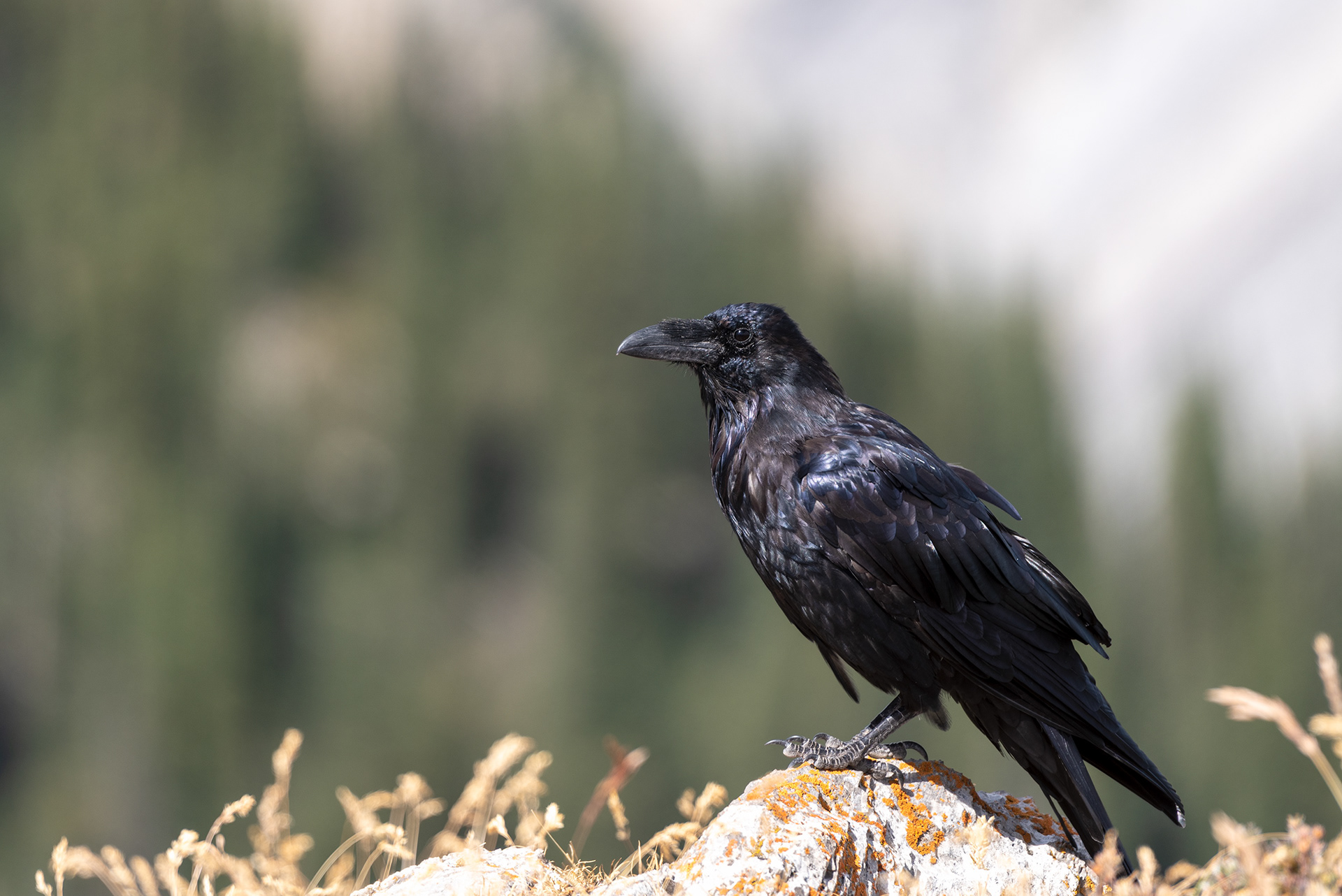 Common Raven bird at Prairie Mountain