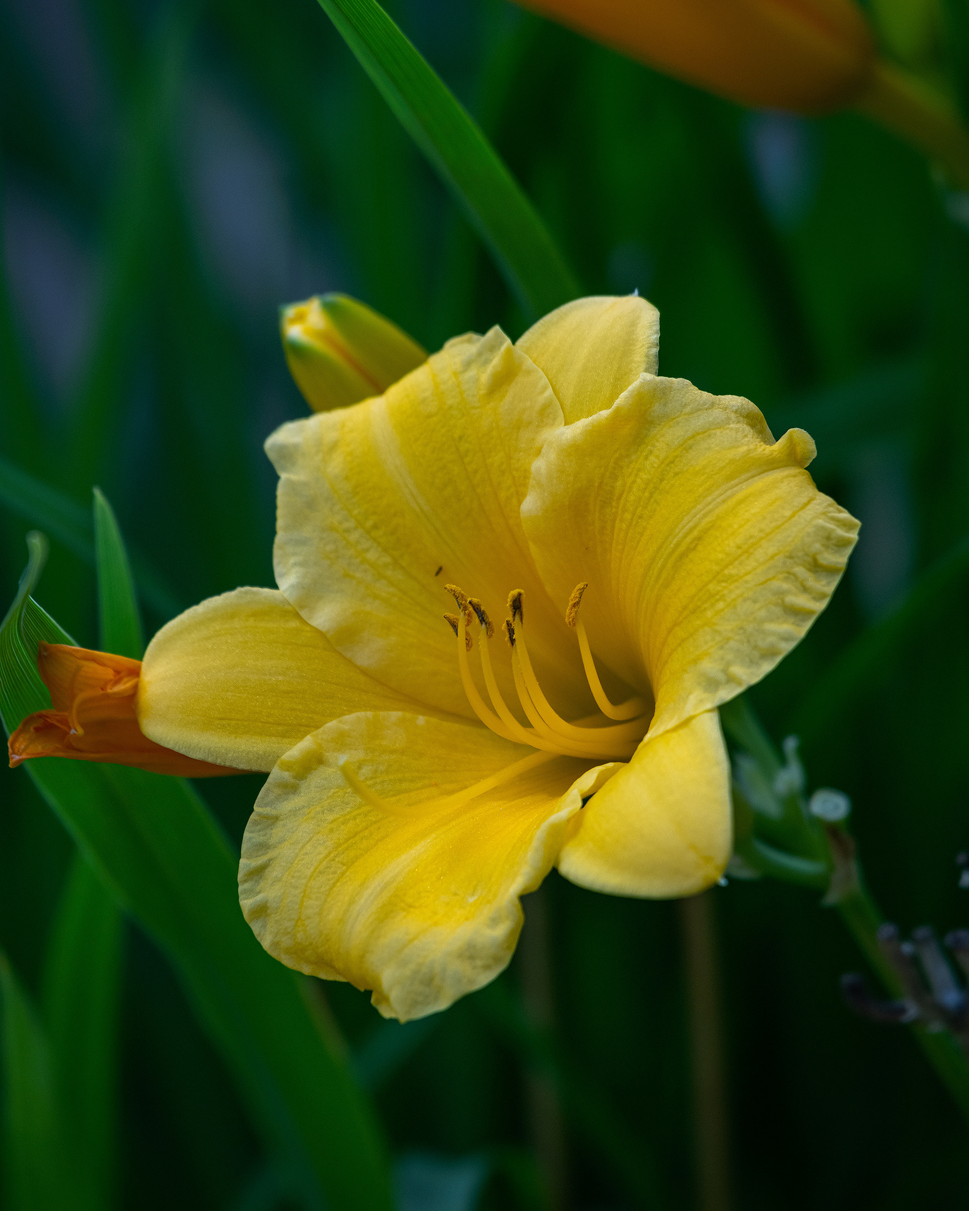 Flower, Bridlewood, Calgary, AB