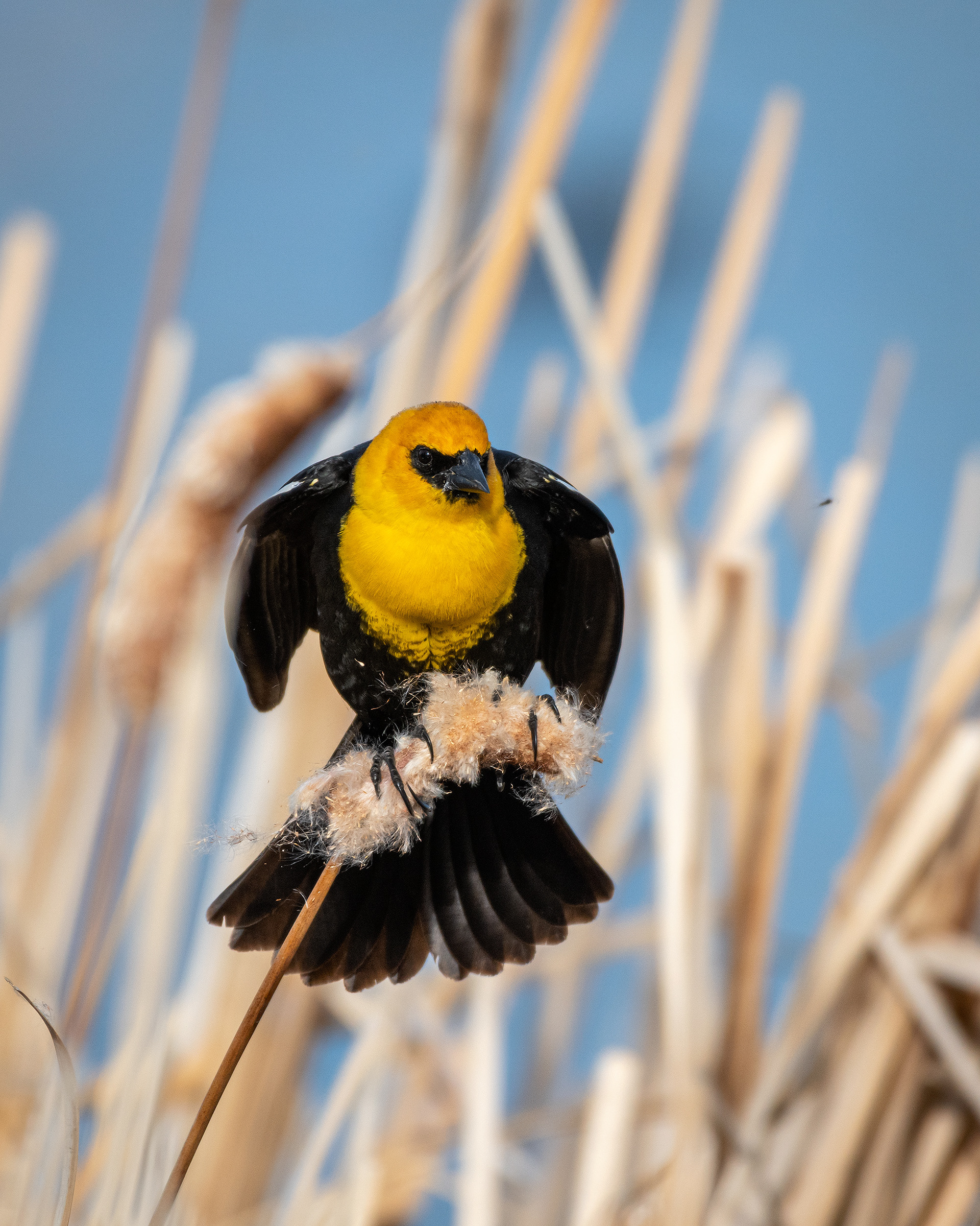 Yellow-headed Blackbird (male), Bridlewood Wetlands Park, Calgary, AB