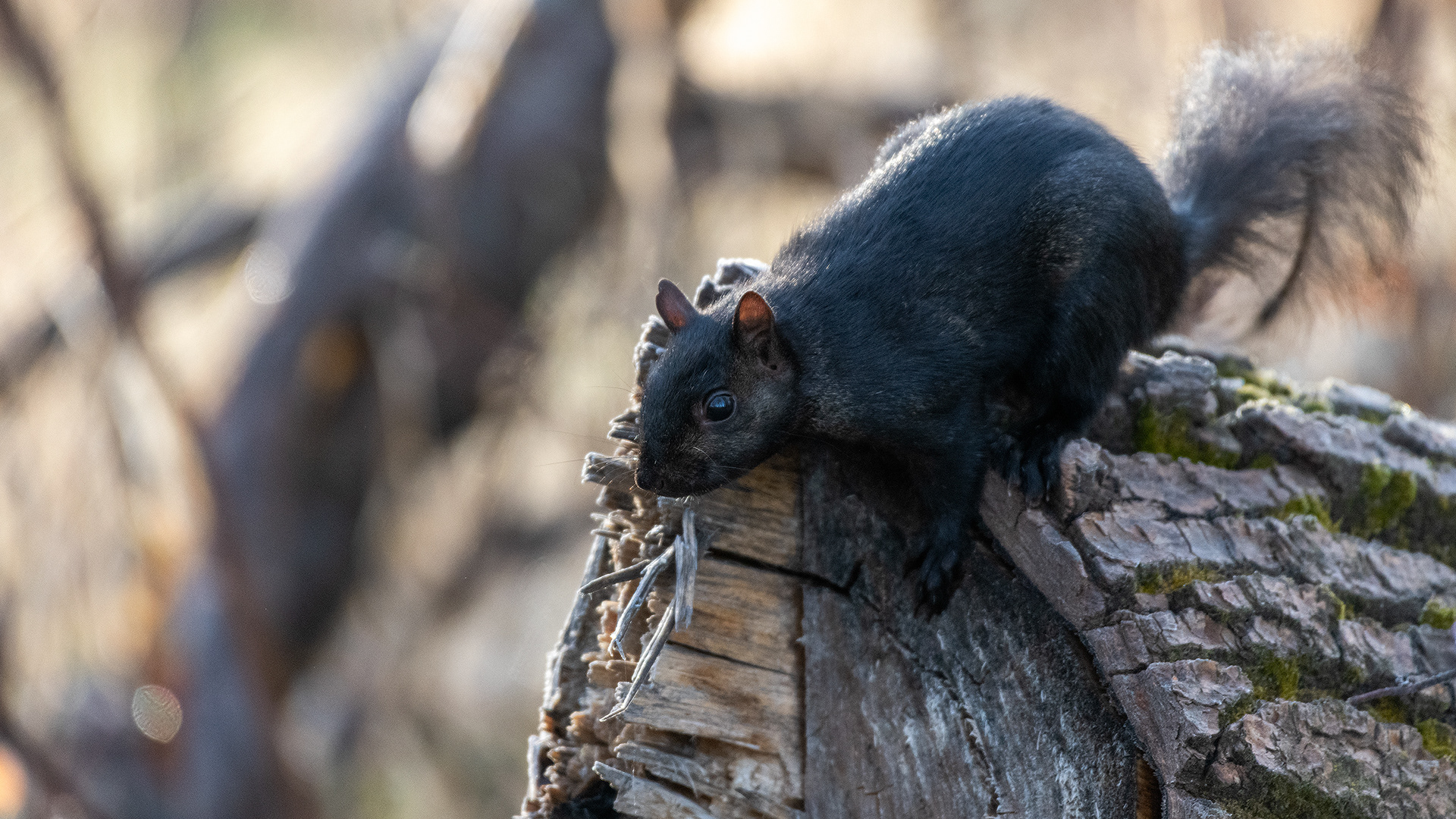 Squirrel, Inglewood Bird Sanctuary & Nature Centre, Calgary, Alberta