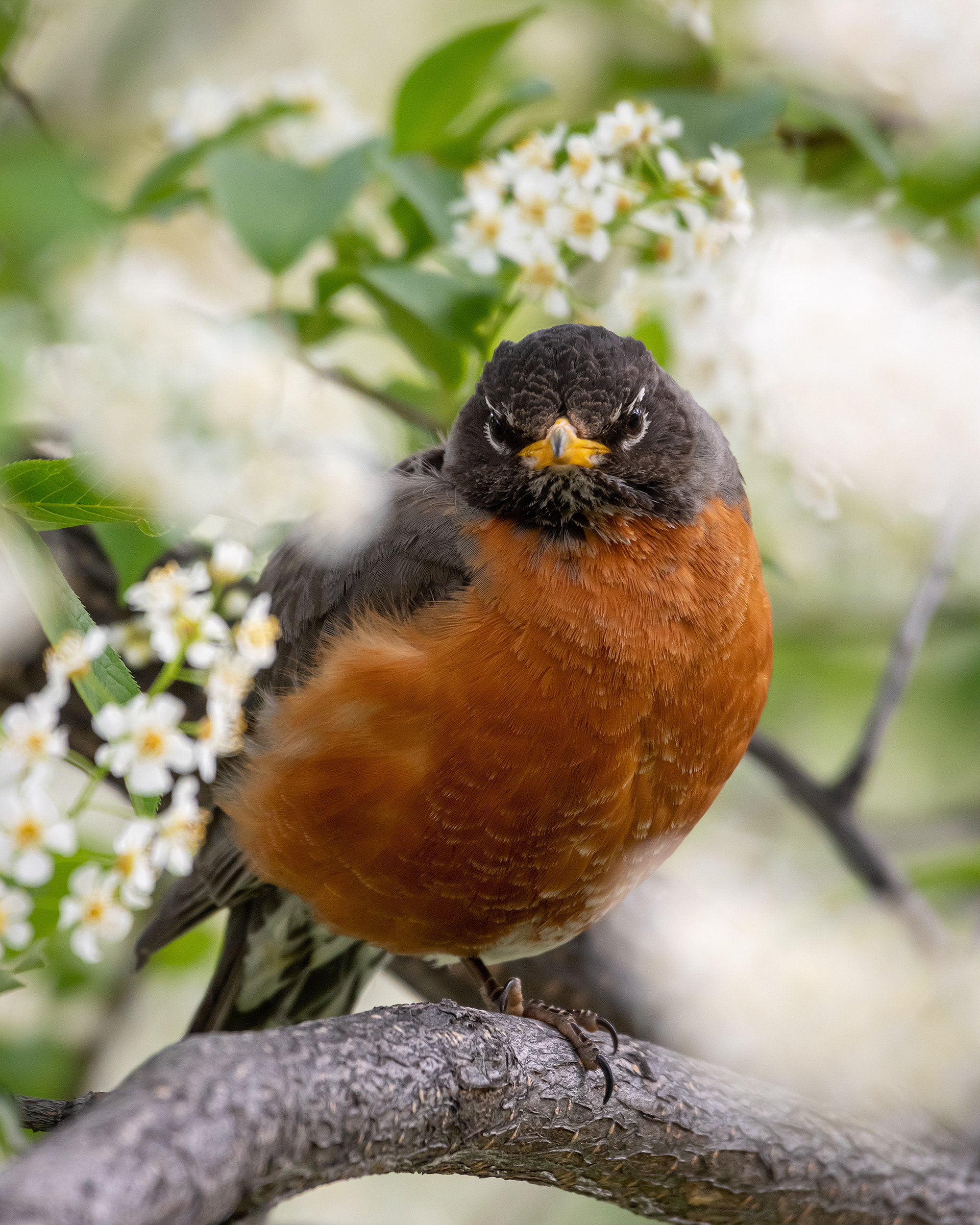 American Robin (male), Bridlewood, Calgary, AB