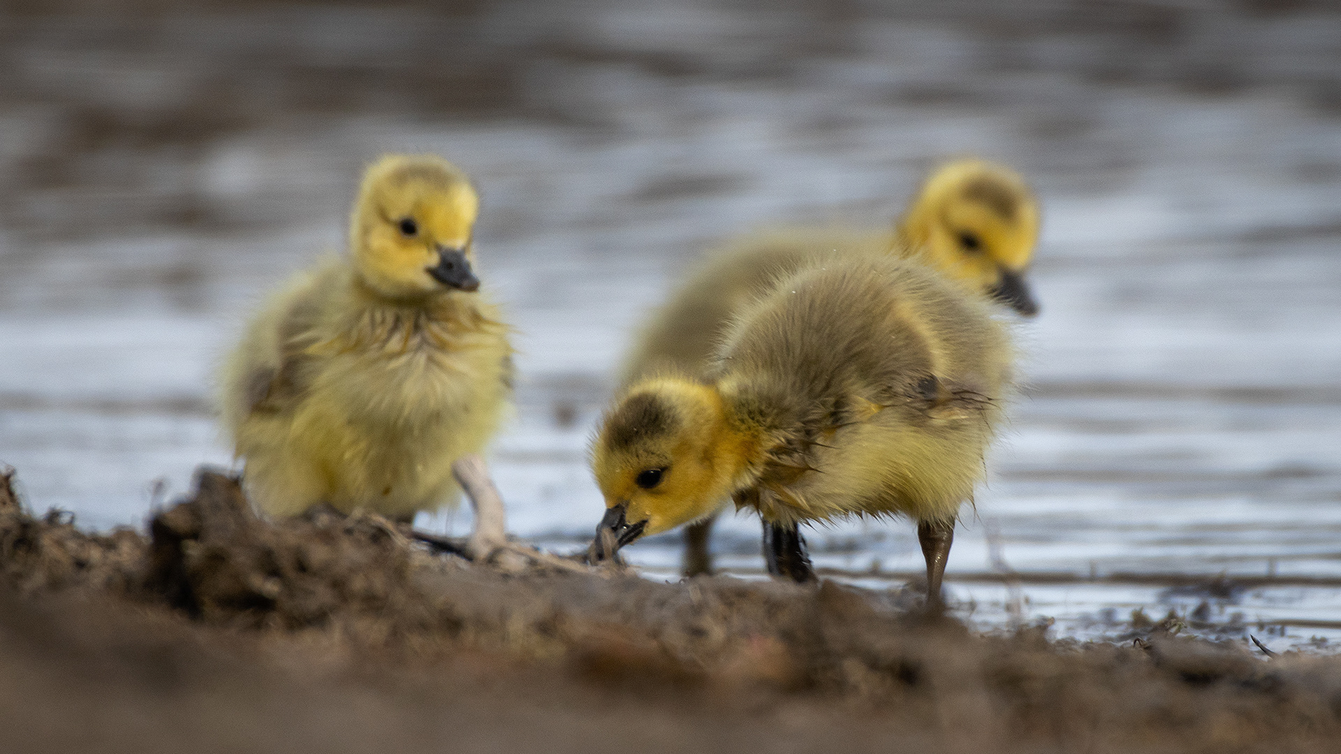 Canada Goose goslings, Glenmore Reservoir, North Glenmore Park, Calgary, AB