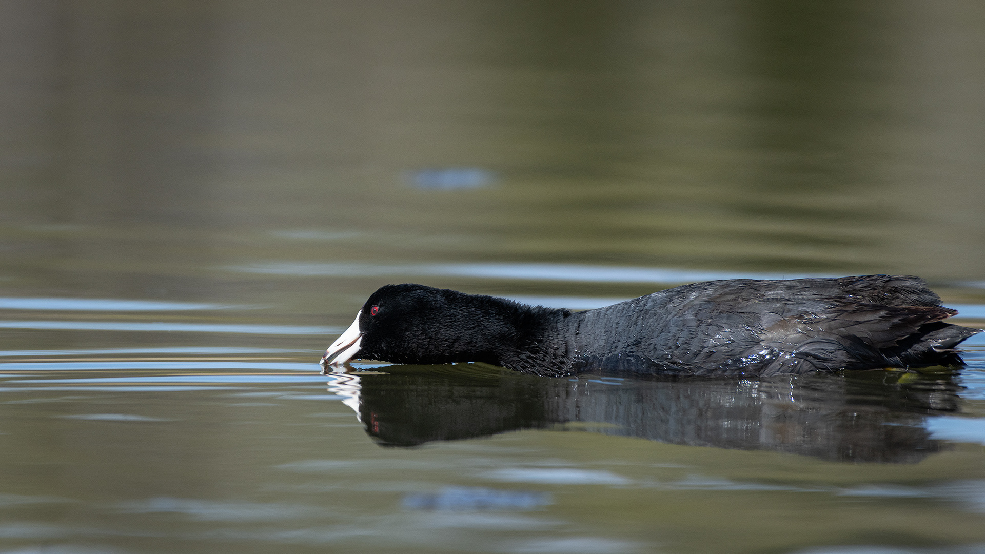 American Coot, Marshall Springs ponds, Fish Creek Provincial Park, Calgary, AB