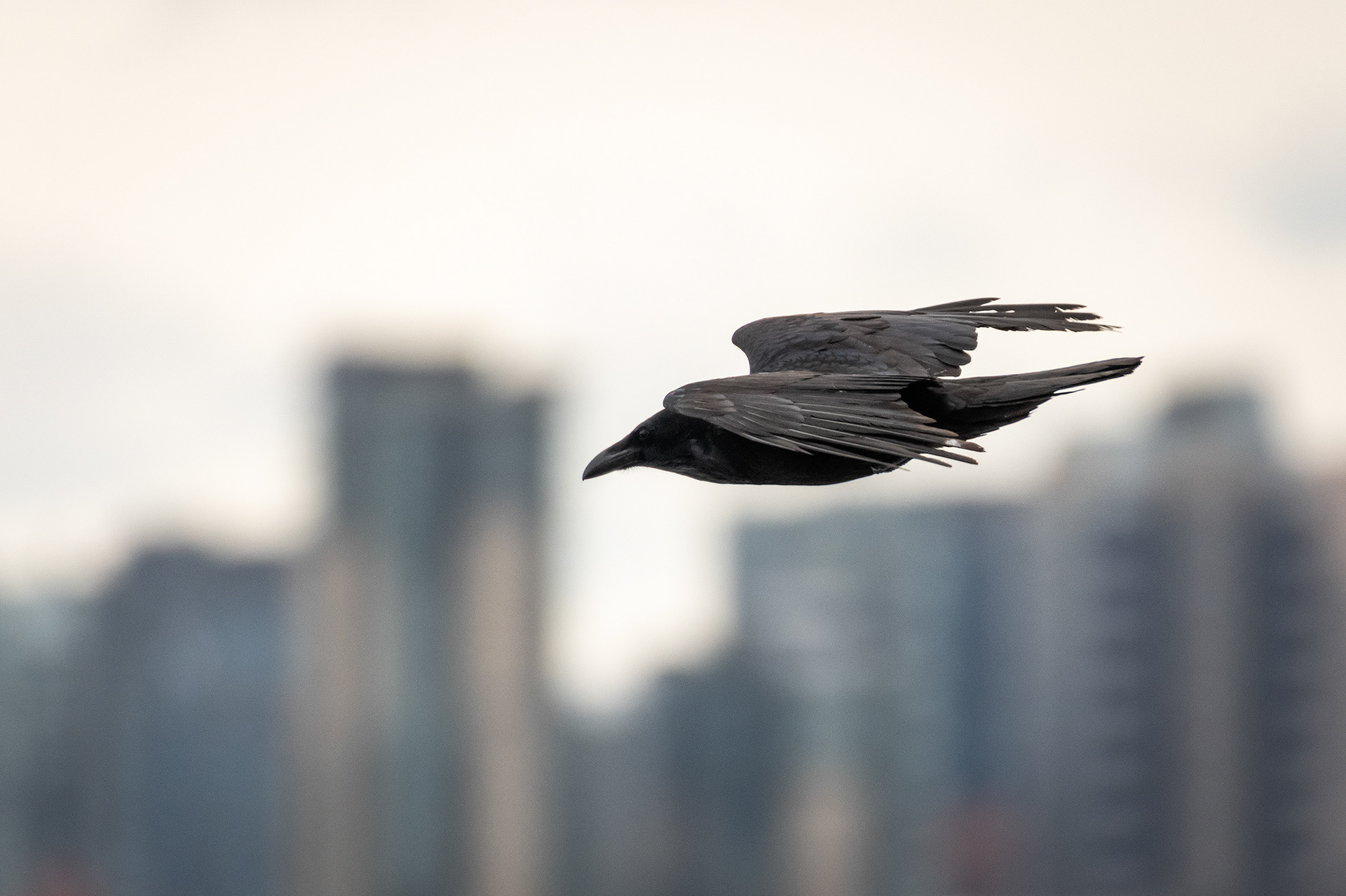 Common Raven in flight - Southview Off Leash Dog Park, Calgary, AB