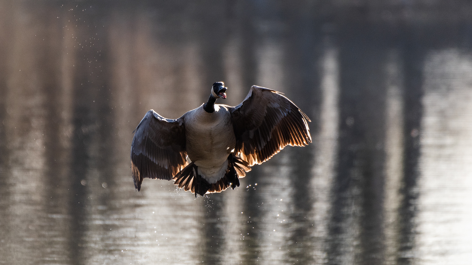 Canada Goose in flight at the Inglewood Bird Sanctuary & Nature Centre, Calgary, Alberta