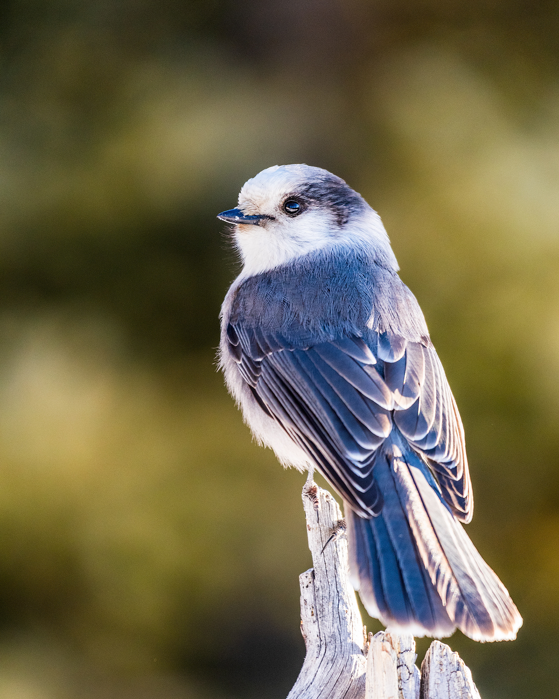 Gray Jay near the peak of Prairie Mountain, close to Elbow Falls, AB