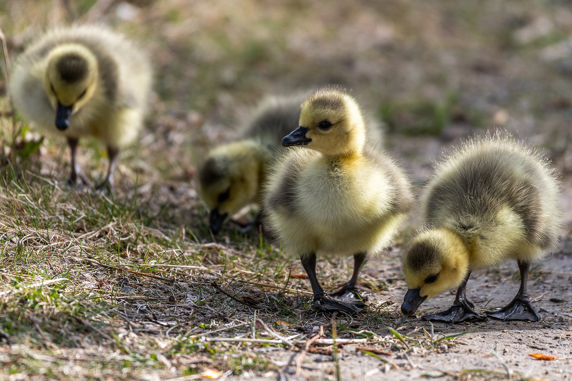 Canada Goose goslings, Inglewood Bird Sanctuary & Nature Centre, Calgary, Alberta