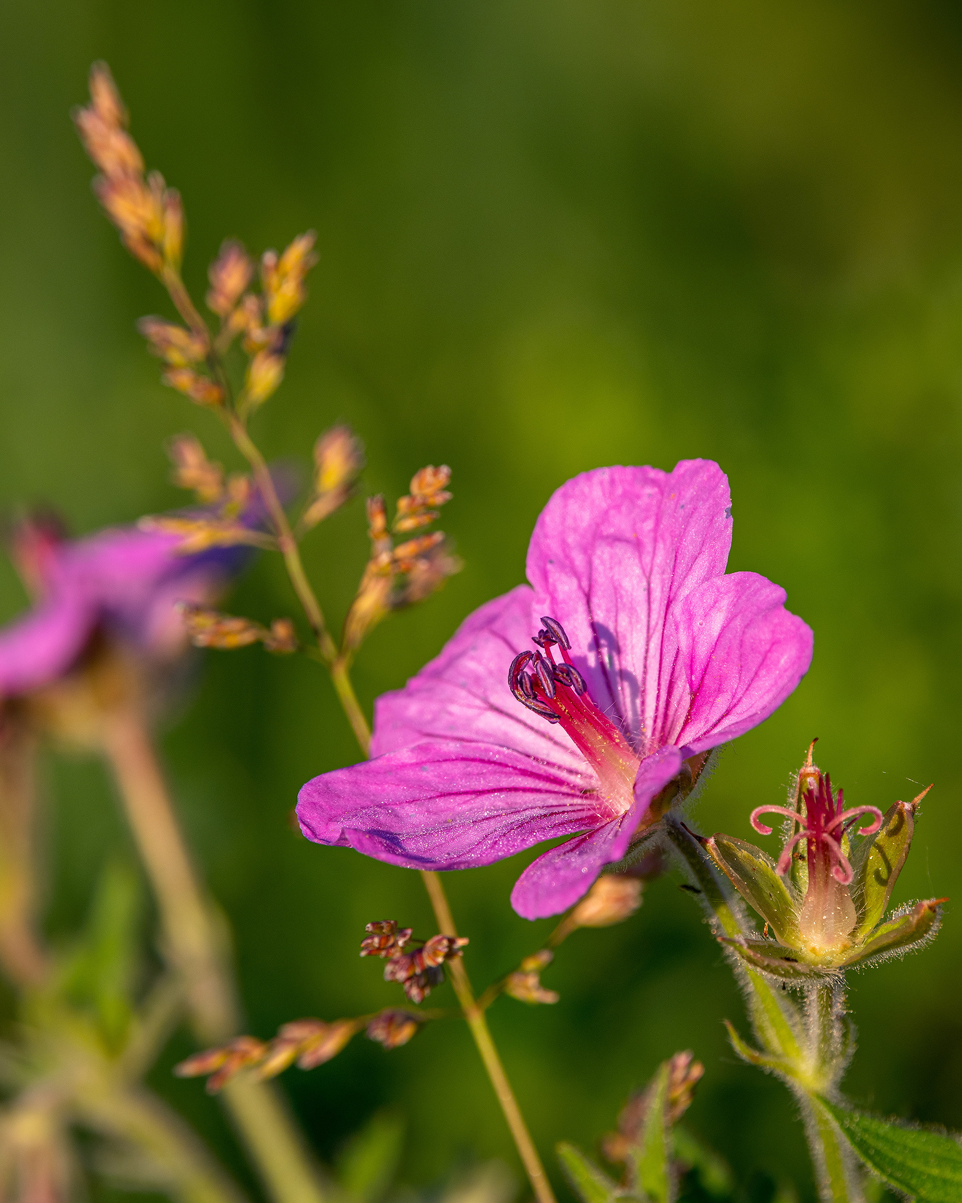 Flower, Marshall Springs area, Fish Creek Provincial Park, Calgary, AB