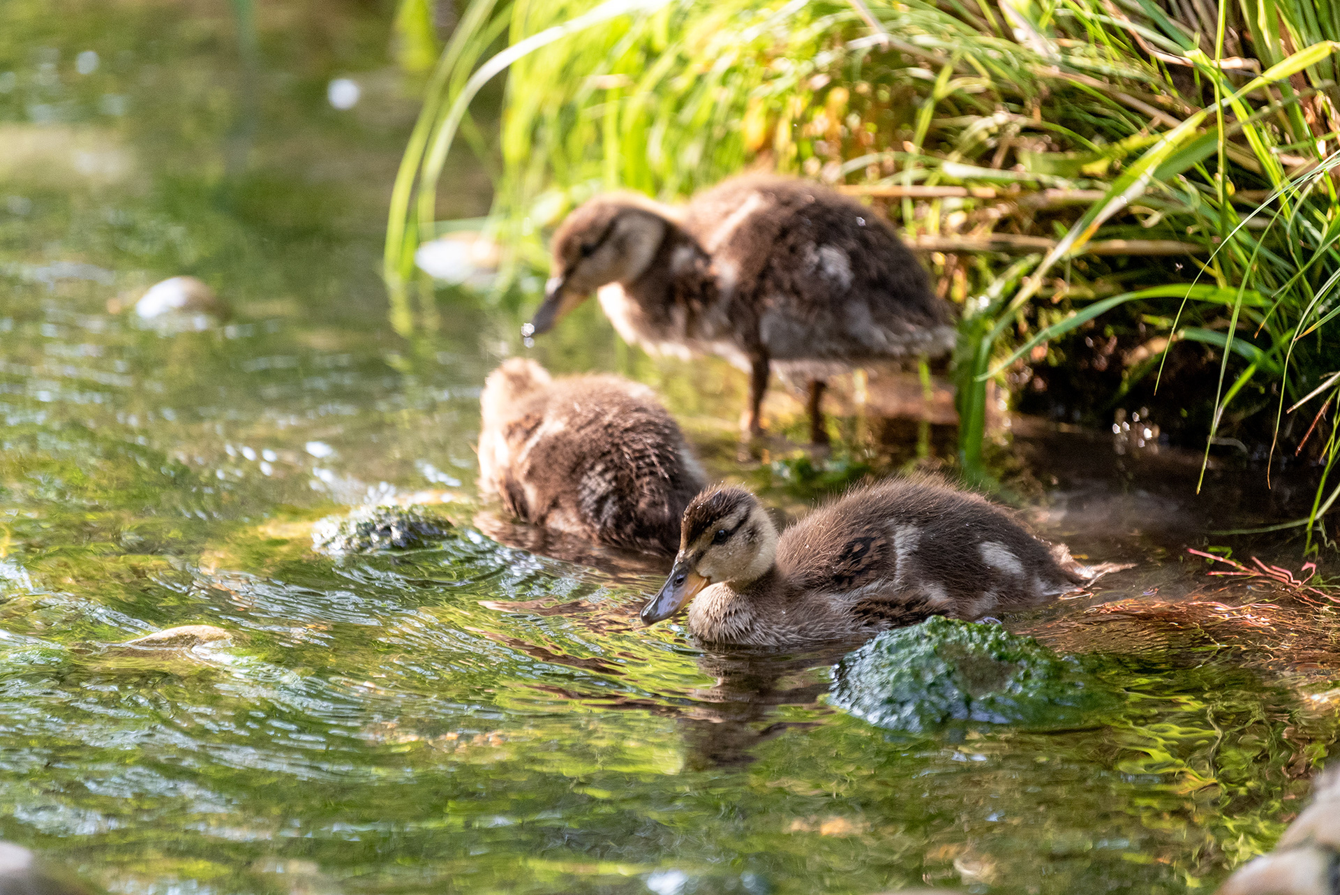ducklings, Bridlewood Wetlands Park, Calgary, Alberta