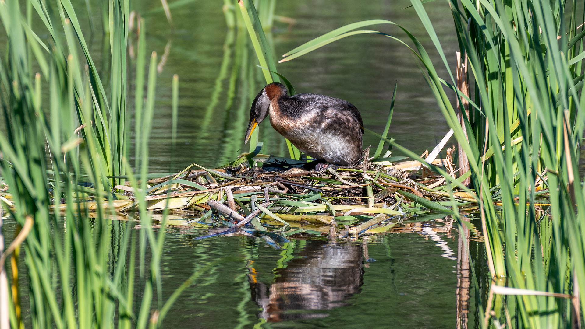 Red-necked Grebe (female) on her nest (a chick's head visible), Marshall Springs - Fish Creek Prov. Park, Calgary, AB