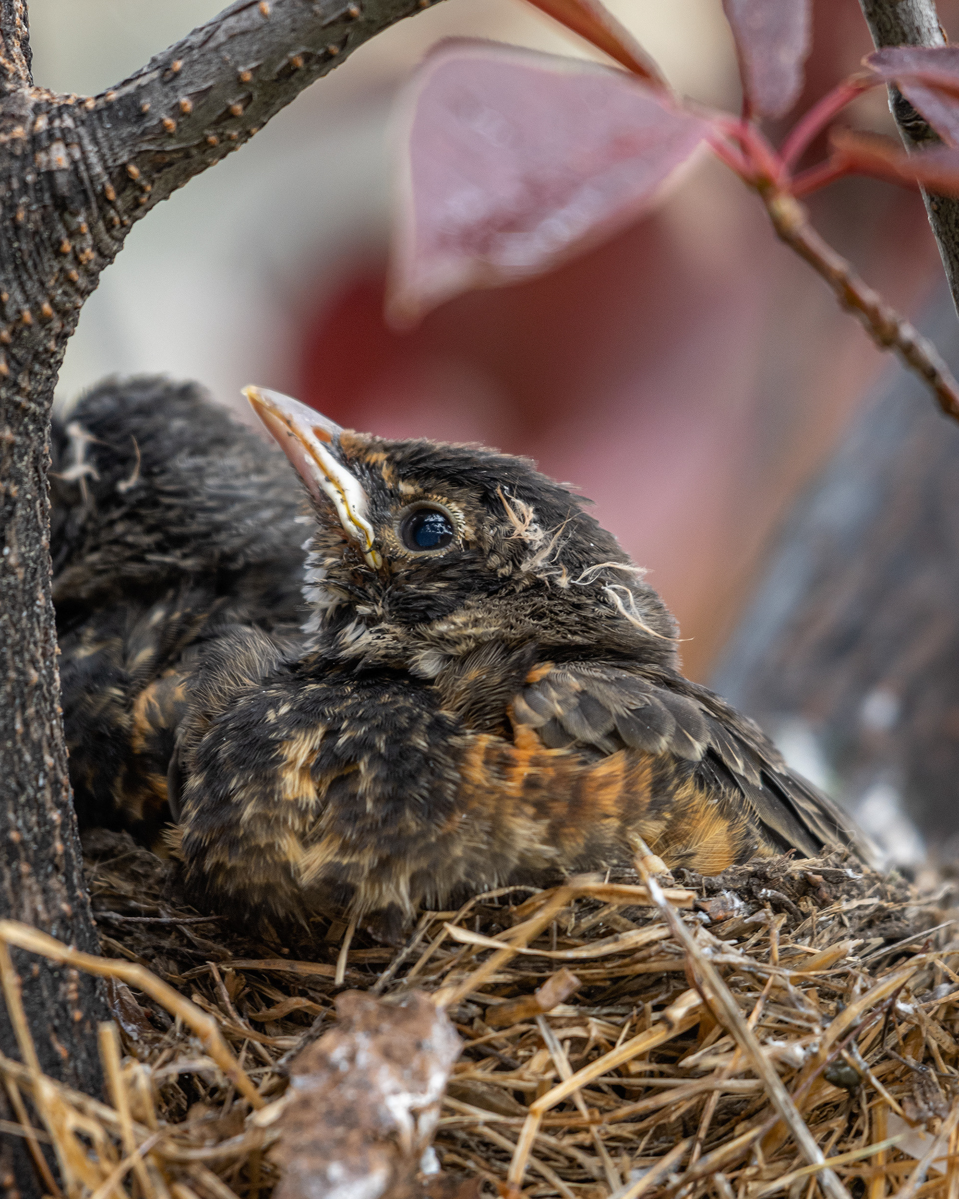 American Robin chick, Bridlewood, Calgary, AB