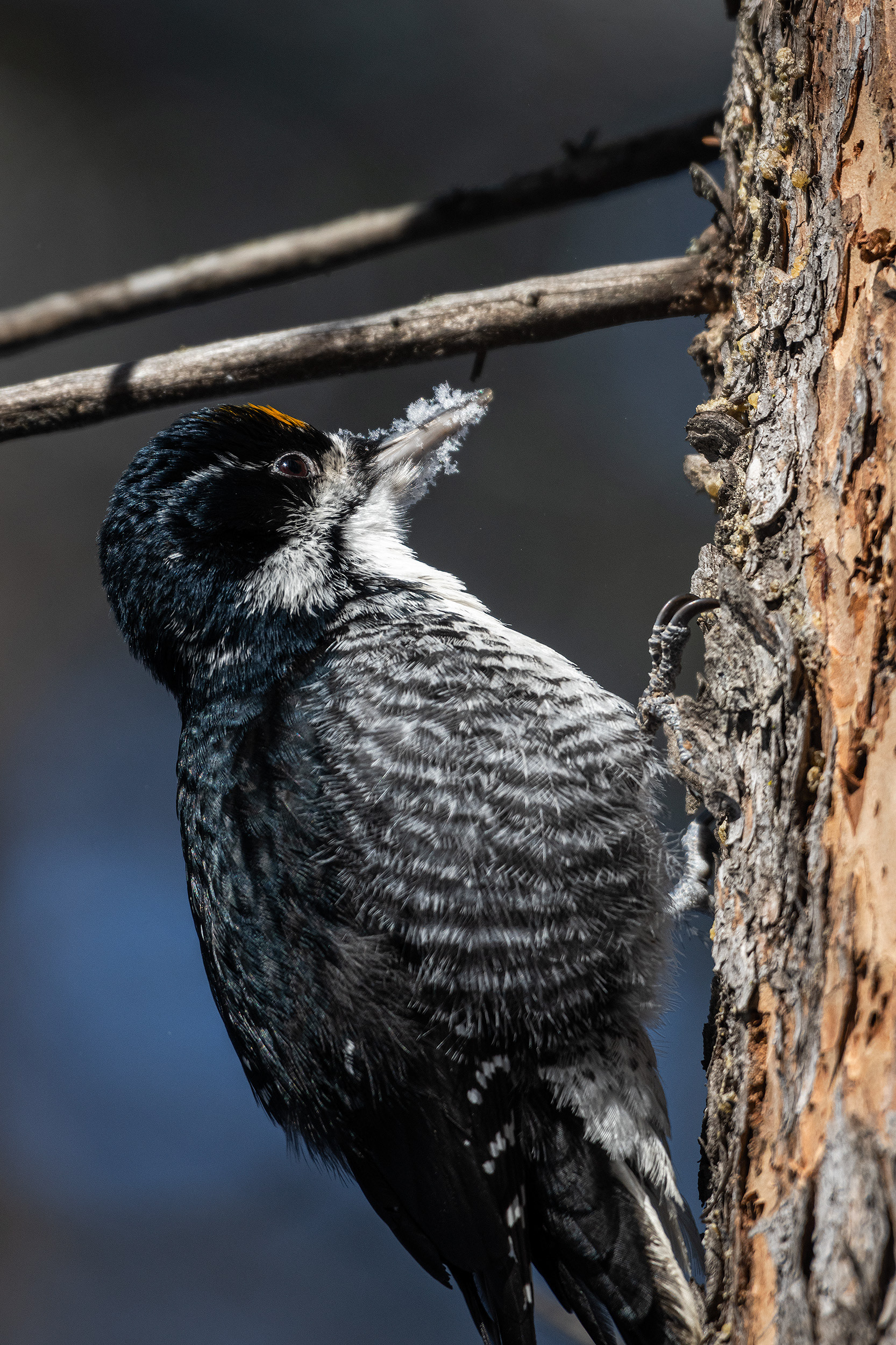 Black-backed Woodpecker (male), near the Marshall Springs area of Fish Creek Provincial Park, Calgary, AB