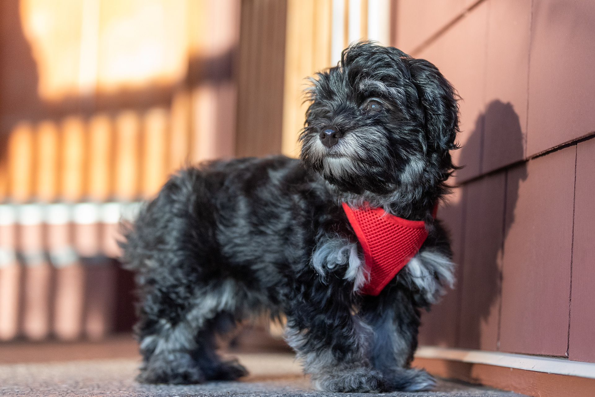 Oscar, a hansom young pup, in Bridlewood