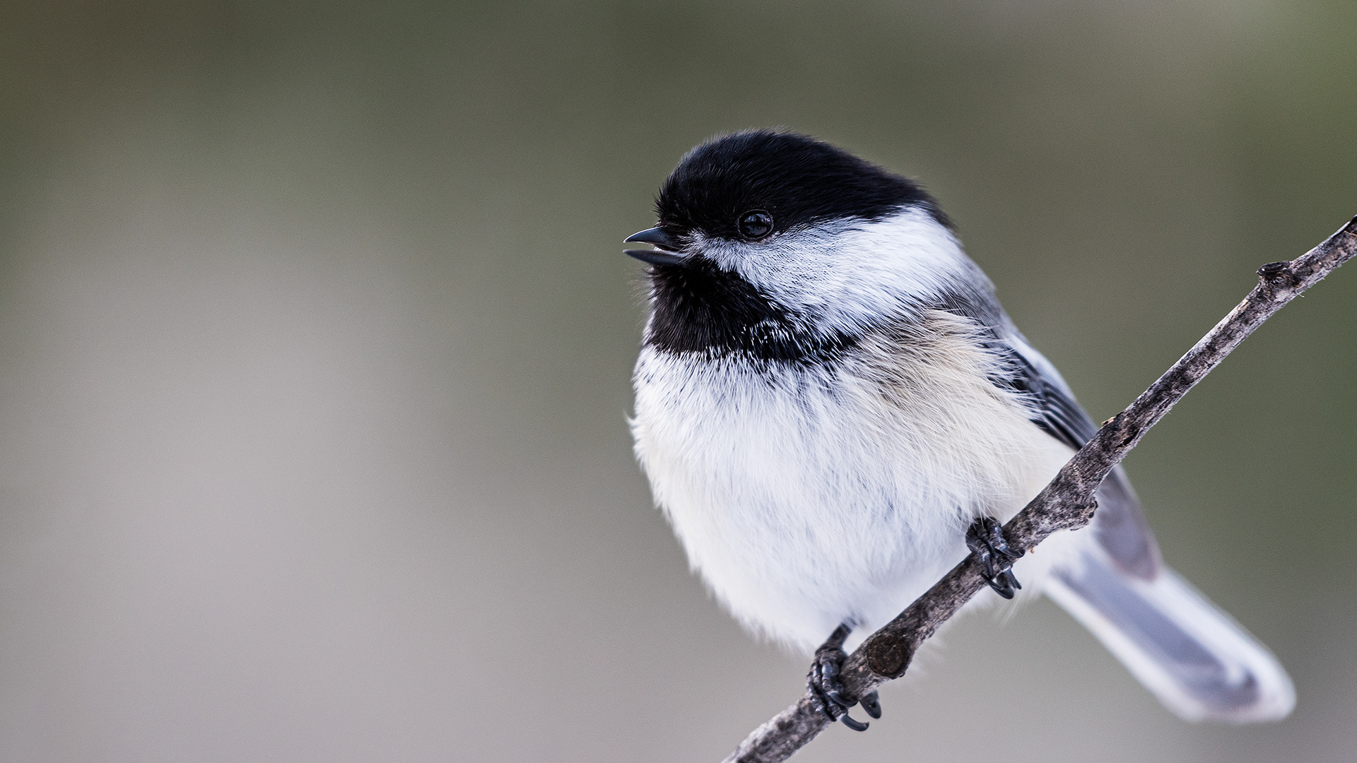 Black-capped Chickadee near Marshall Springs in Fish Creek Provincial Park
