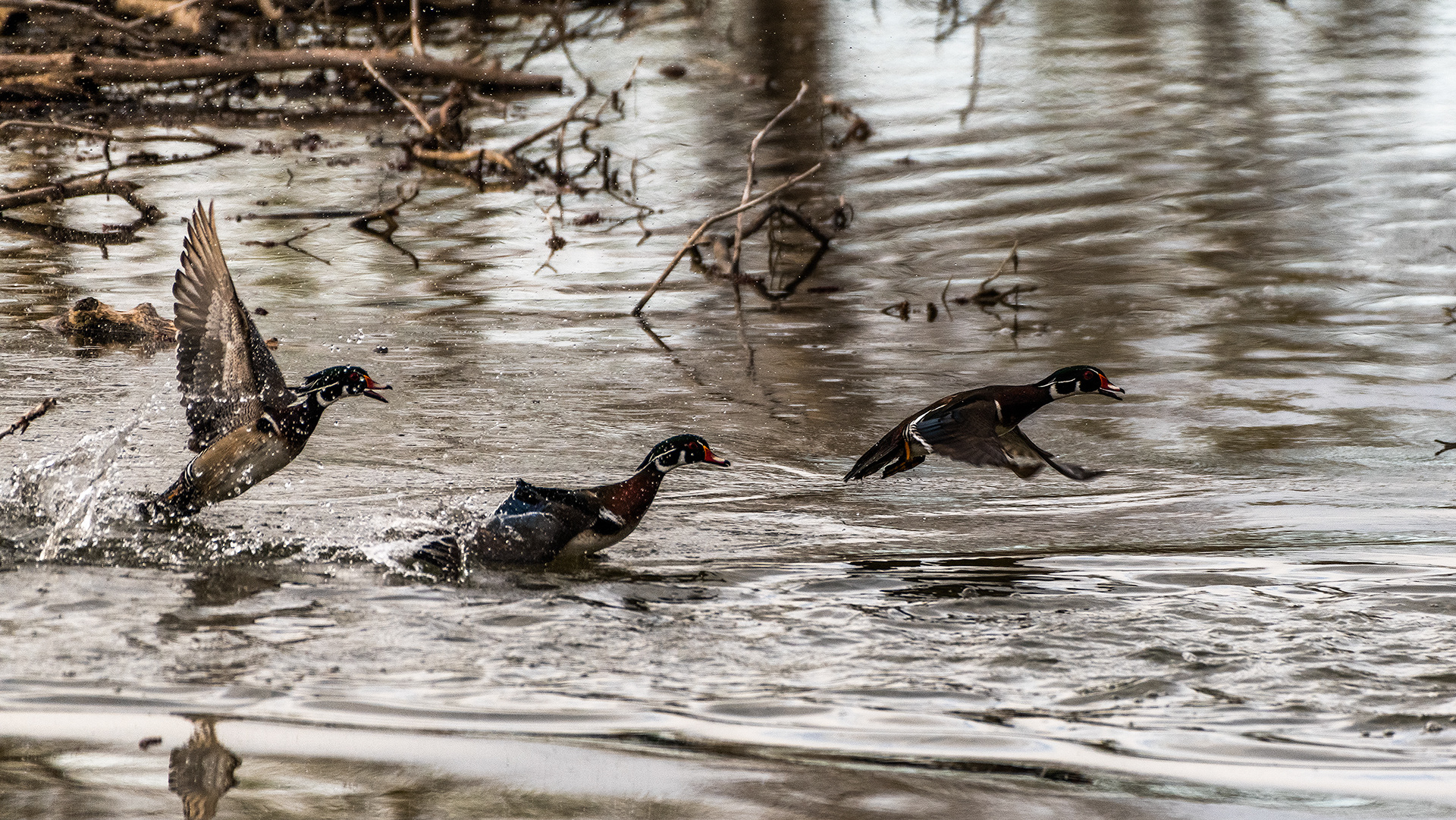 Wood Ducks (males) taking off at the Inglewood Bird Sanctuary & Nature Centre, Calgary, Alberta