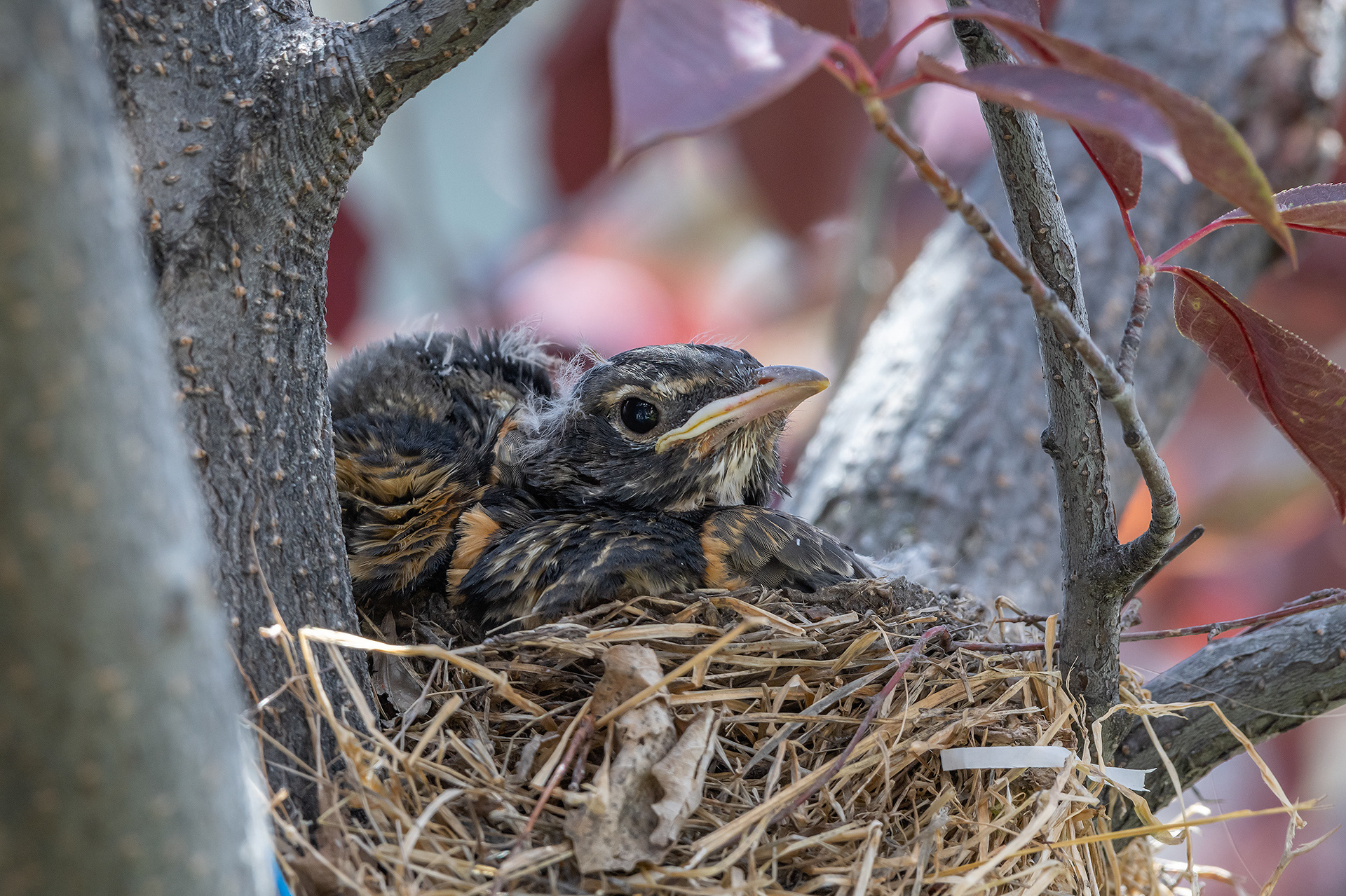 American Robin hatchlings, Bridlewood, Calgary, AB