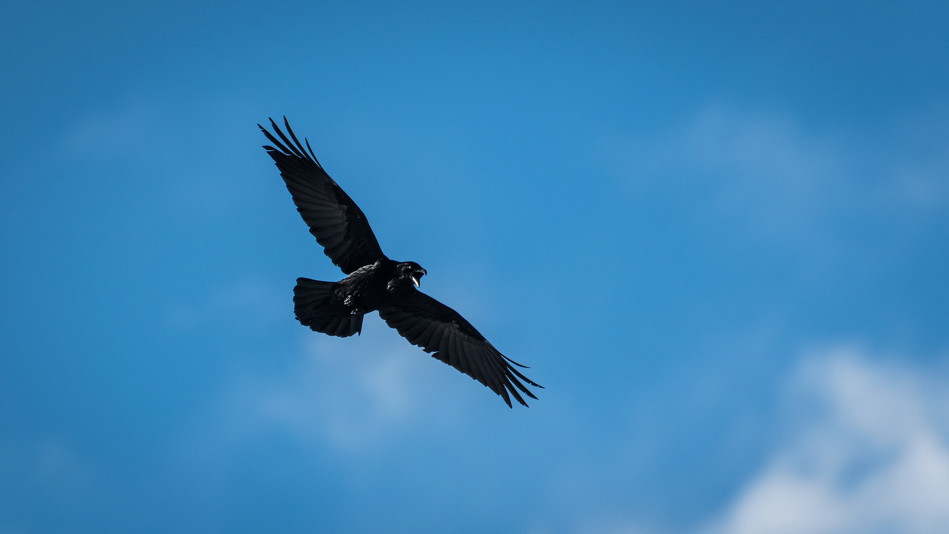 Common Raven in flight - Southview Off Leash Dog Park, Calgary, AB