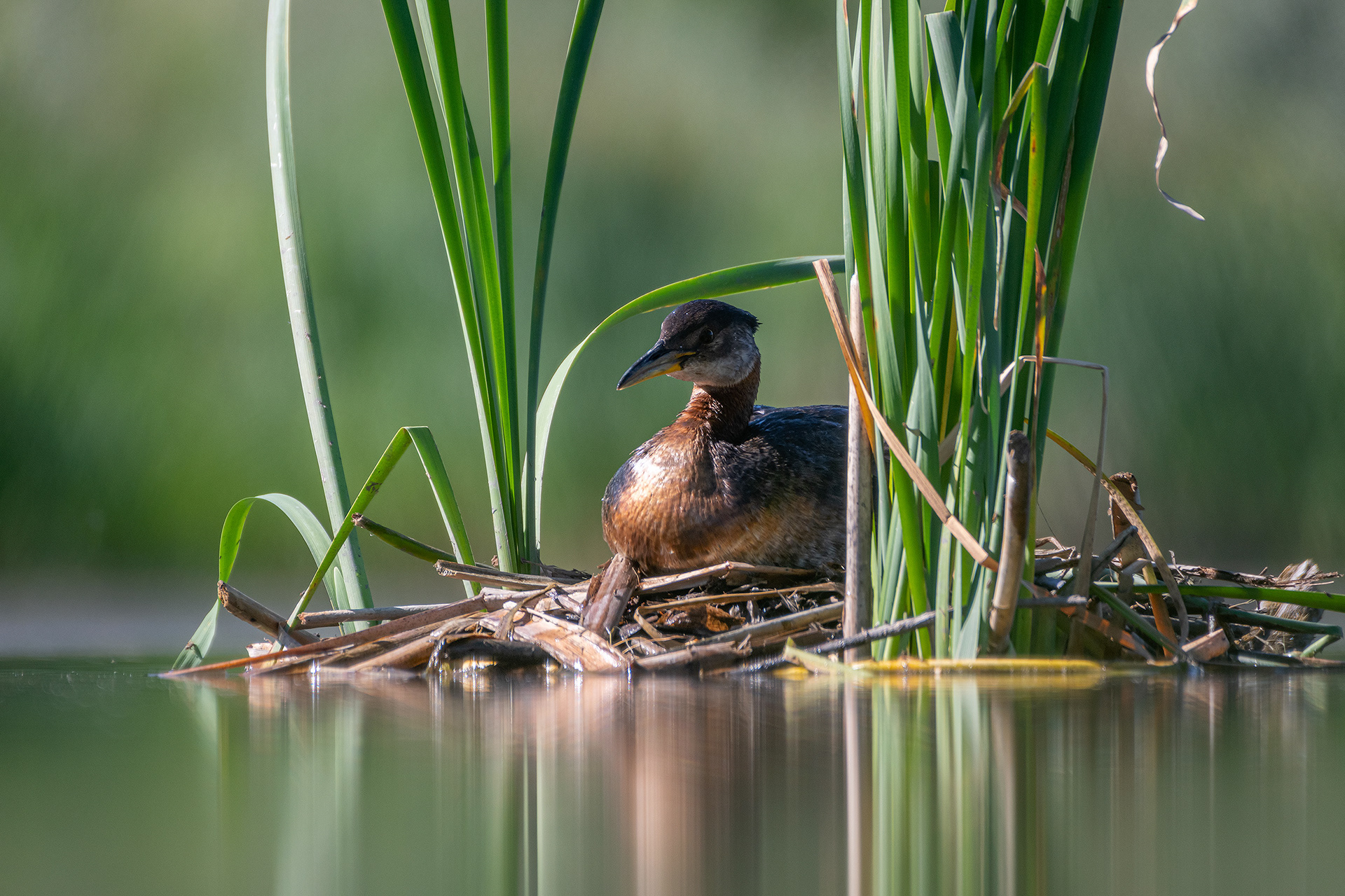 Red-necked Grebe, Marshall Springs ponds, Fish Creek Provincial Park, Calgary, AB