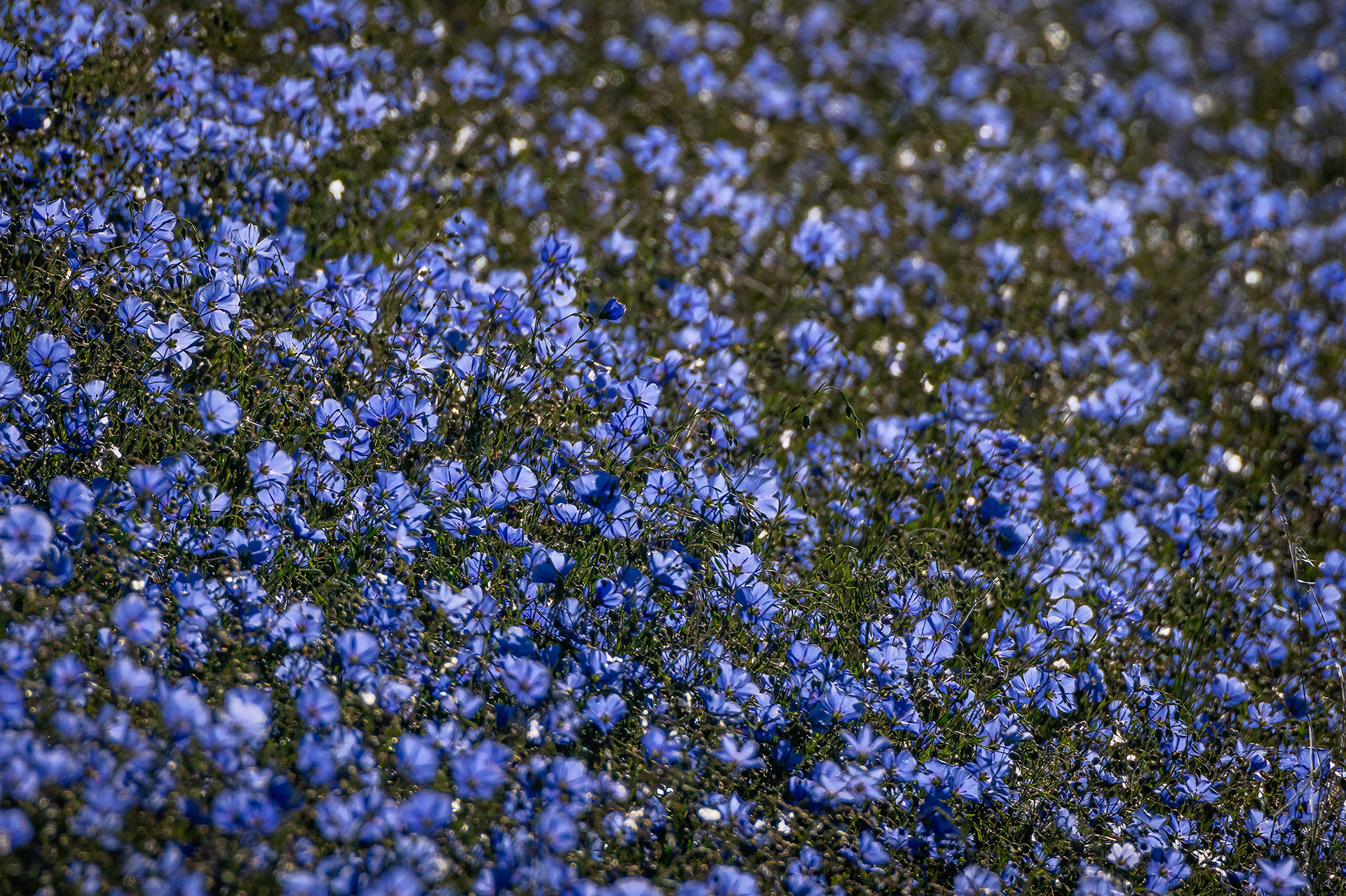 Flowers, Marshall Springs area, Fish Creek Provincial Park, Calgary, AB