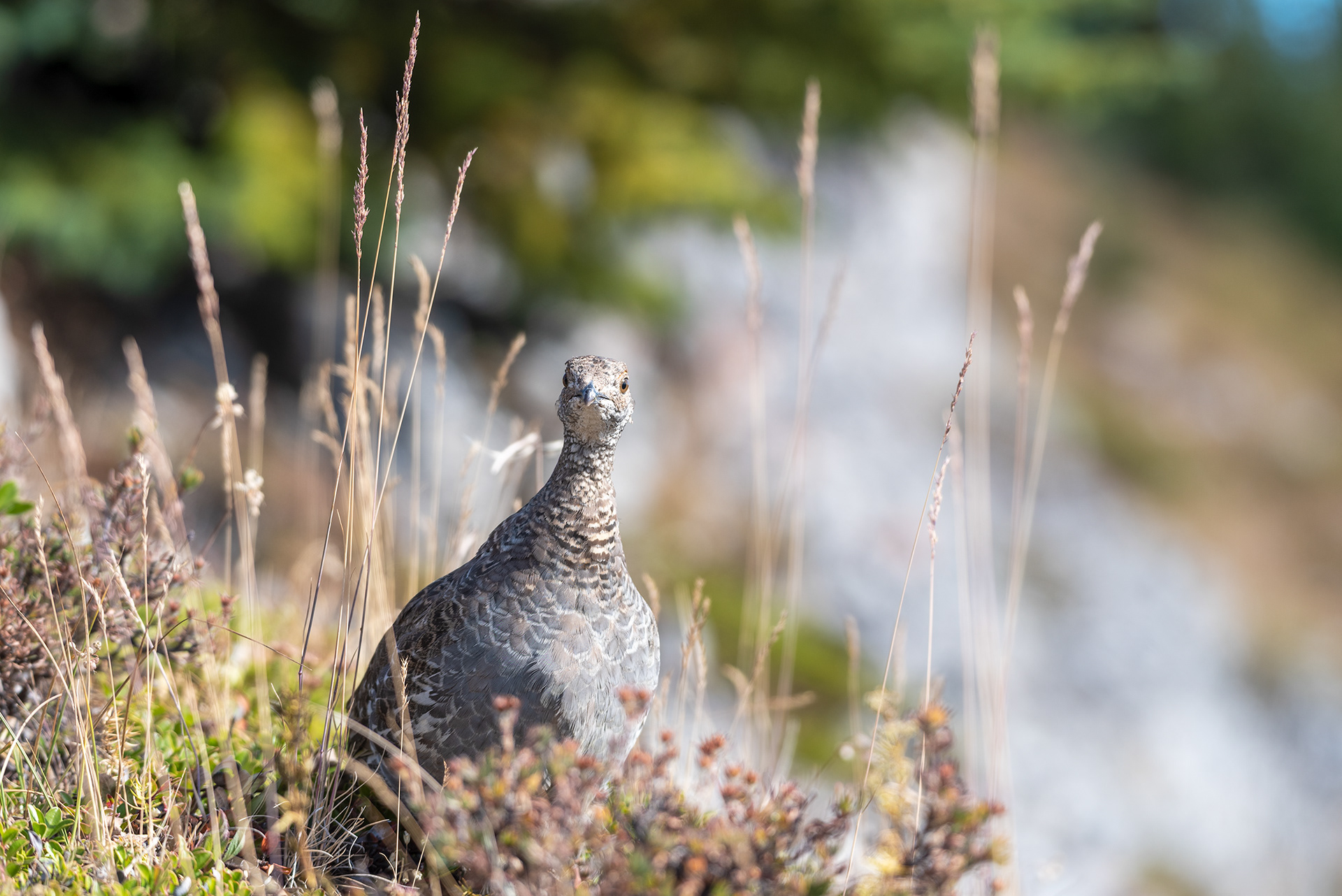 Sage Grouse bird at Prairie Mountain