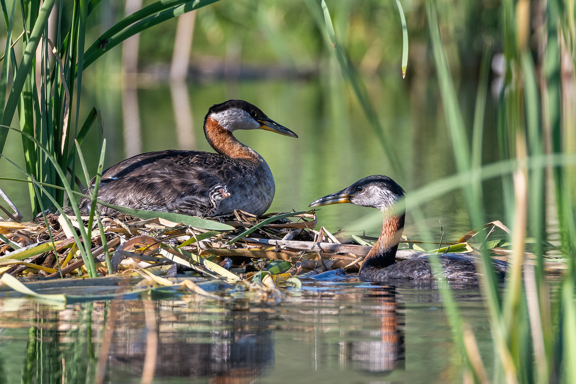Red-necked Grebe pair at their nest with their one day old chick, Marshall Springs - Fish Creek Prov. Park, Calgary, AB