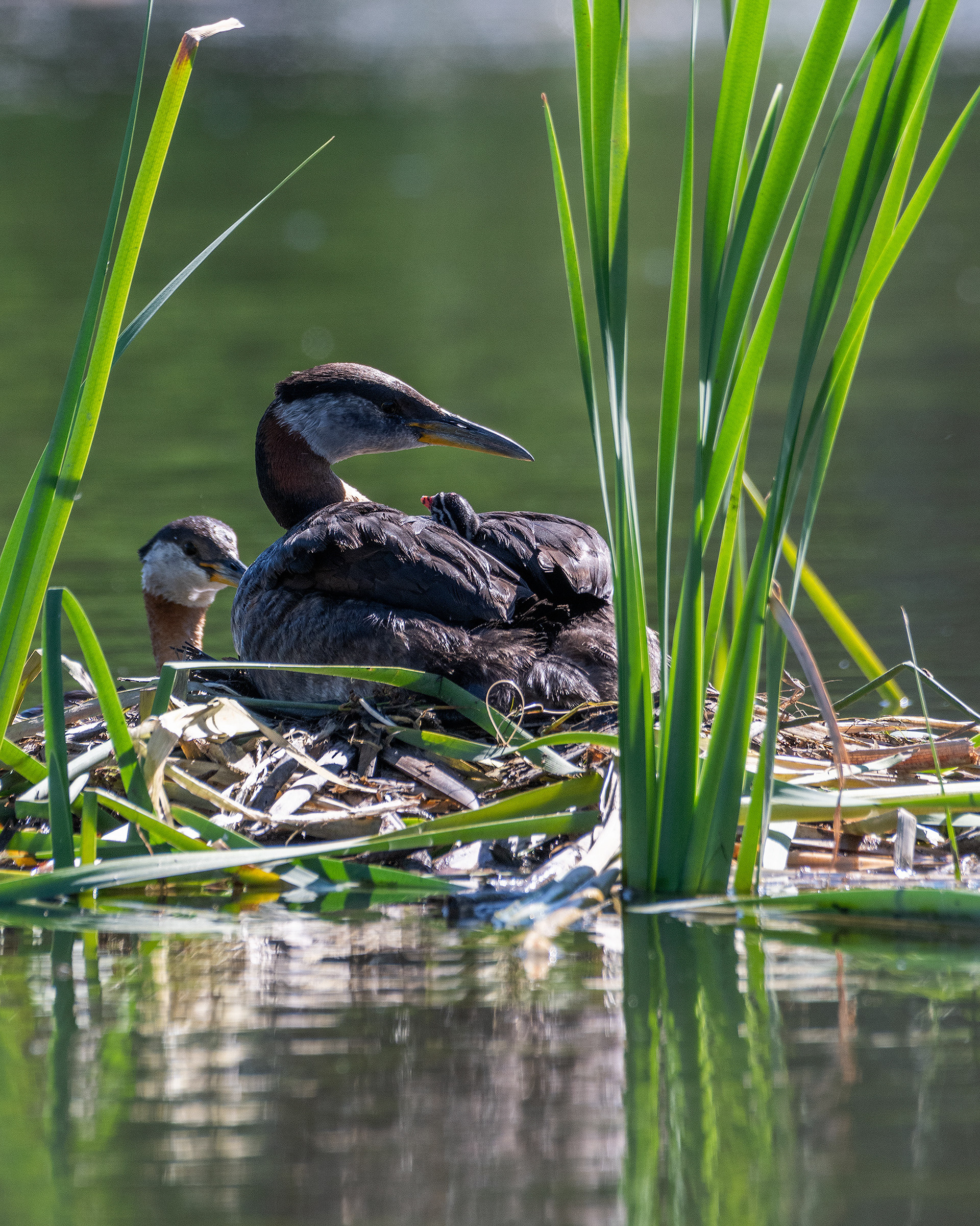 Red-necked Grebe pair, and their new hatchling, at their nest, Marshall Springs - Fish Creek Prov. Park, Calgary, AB