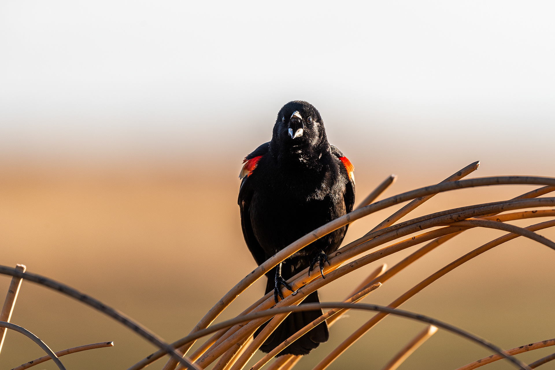Red-winged Blackbird at Frank Lake, Alberta