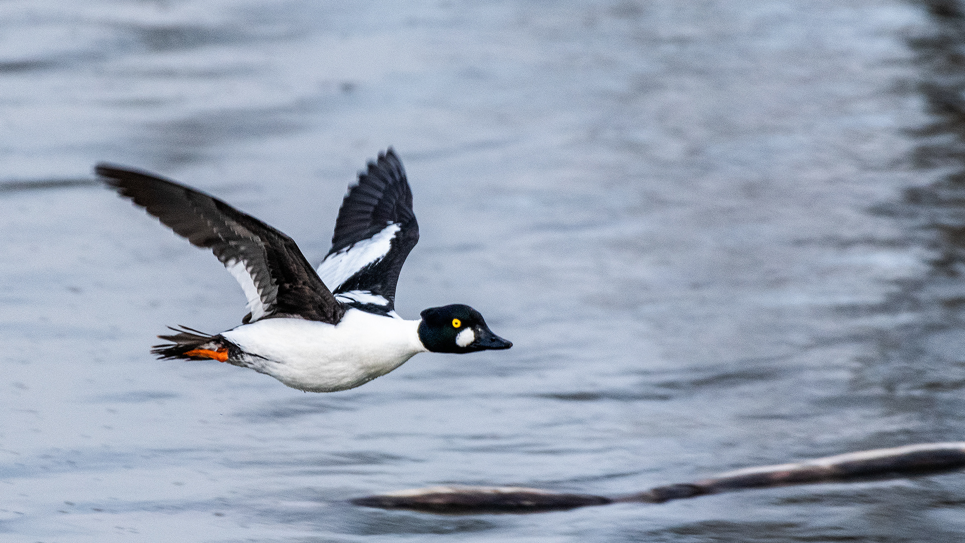 Common Goldeneye (male) in flight at the Inglewood Bird Sanctuary & Nature Centre, Calgary, Alberta