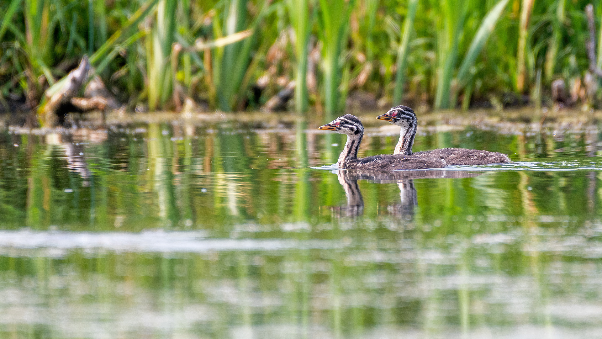 Red-necked Grebes (immature) at the ponds in Marshall Springs - Fish Creek Provincial Park, Calgary, Alberta