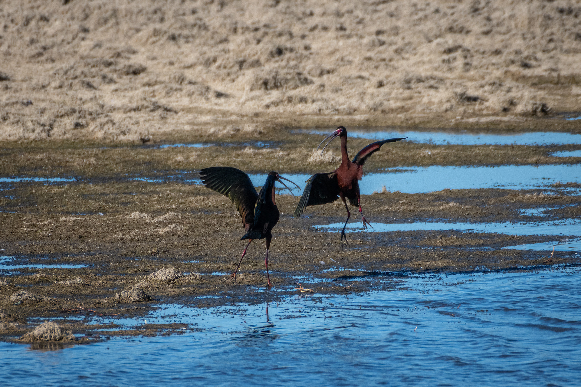 White-faced Ibises, Glenmore Reservoir, North Glenmore Park, Calgary, AB