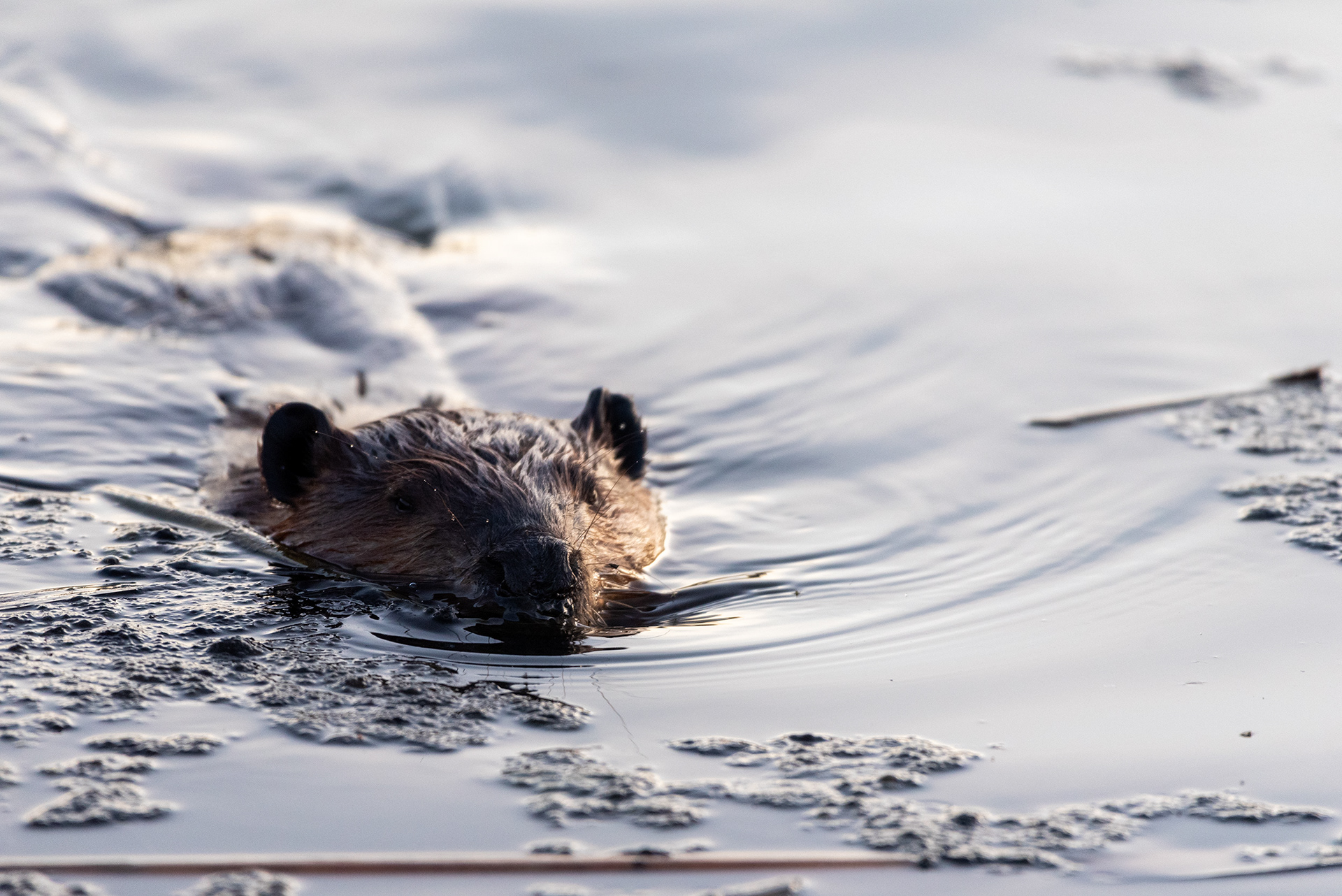 beaver, Marshall Springs, Fish Creek Provincial Park, Calgary, Alberta