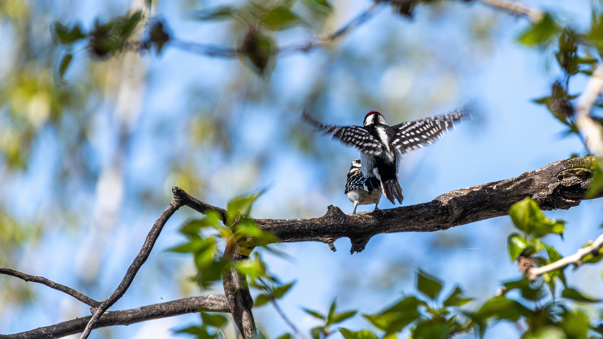 Downy Woodpecker pair mating at Boat Launch Day Use Area, Fish Creek Provincial Park, Calgary, Alberta