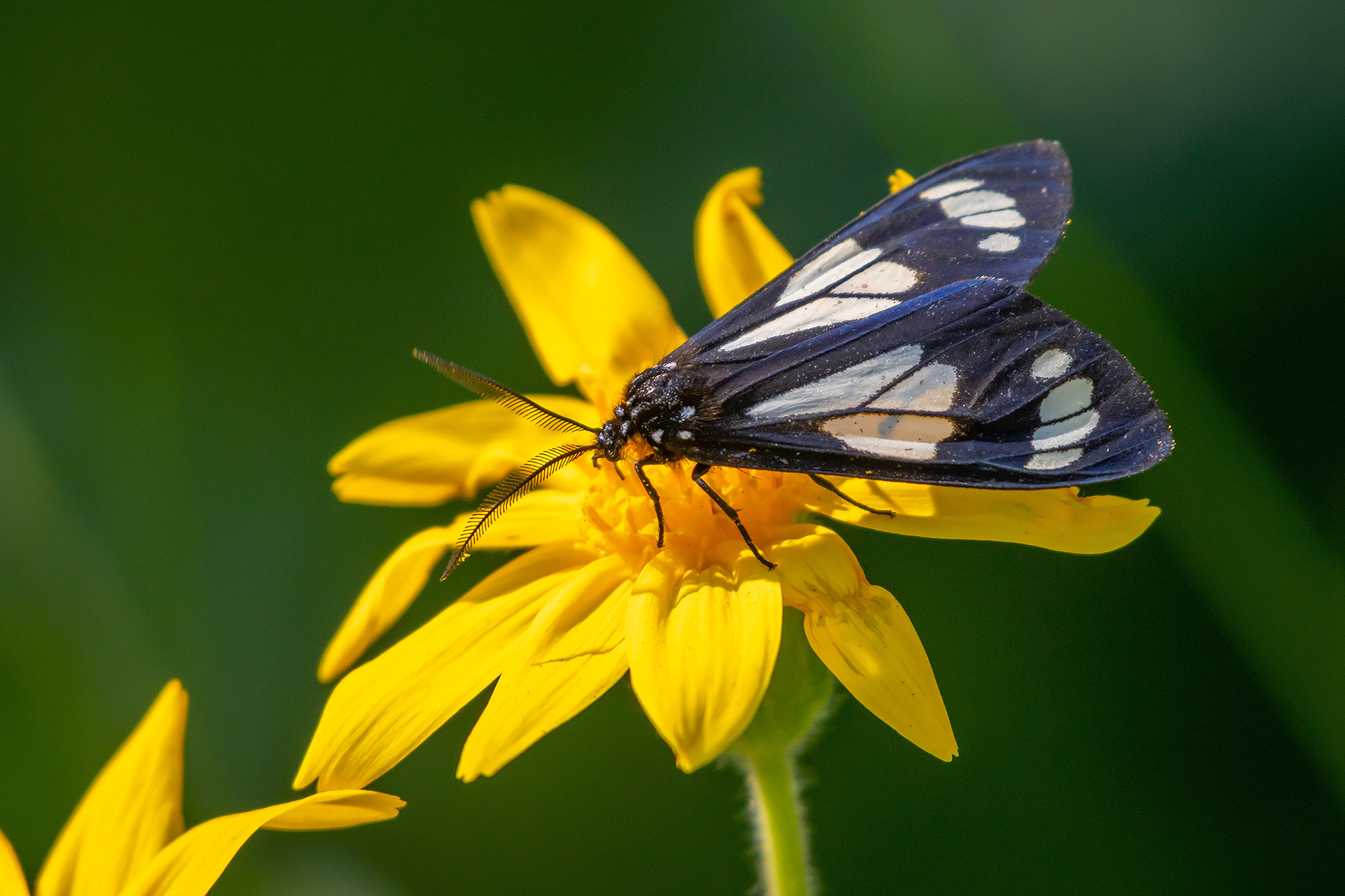 Flower and Butterfly, Brown-Lowery Provincial Park, Alberta