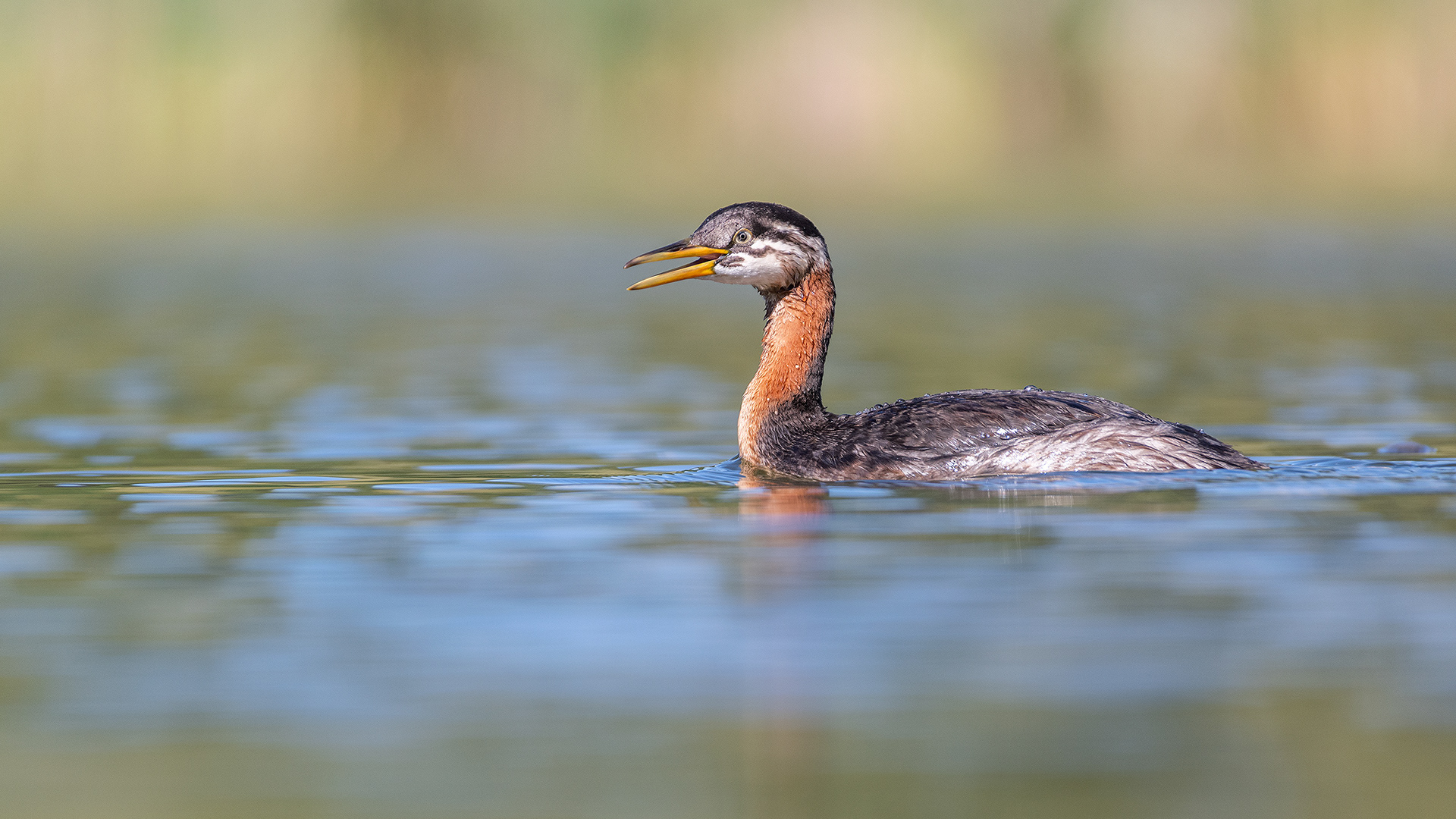 Red-necked Grebe (immature), Marshall Springs - Fish Creek Prov. Park, Calgary, AB