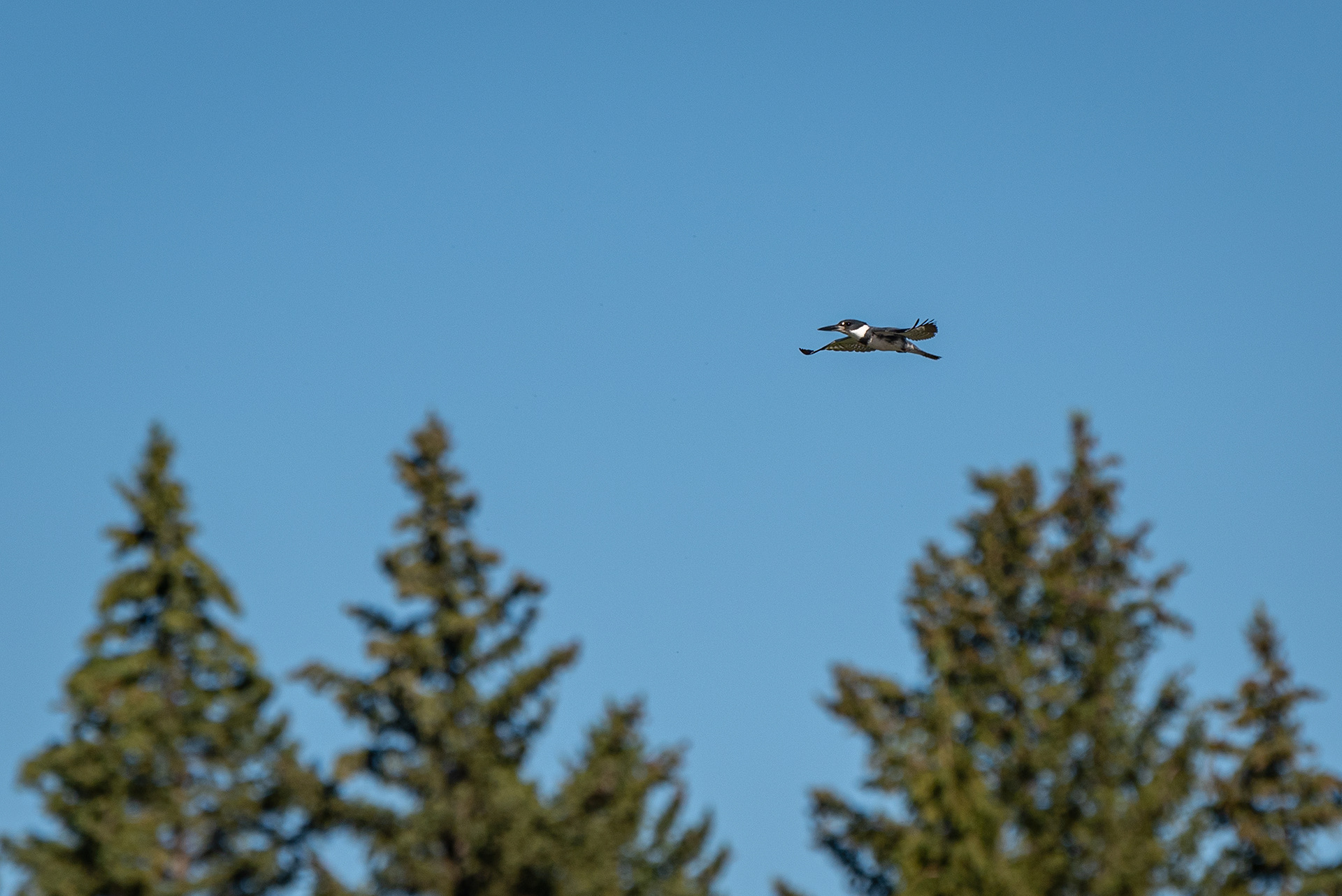 Belted Kingfisher (male) in flight, Marshall Springs area, Fish Creek Provincial Park, Calgary, AB