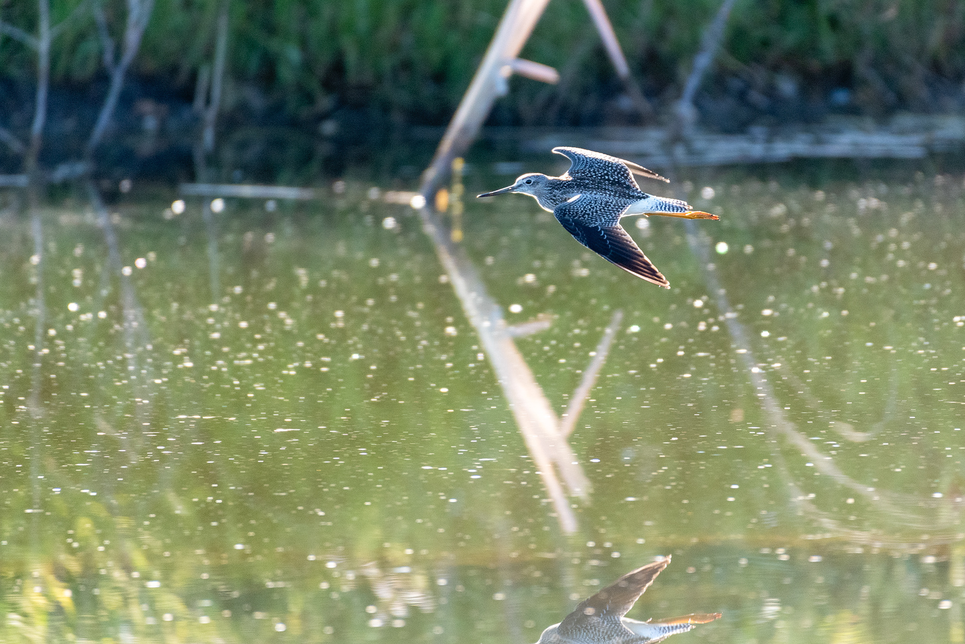 Greater Yellowlegs in flight