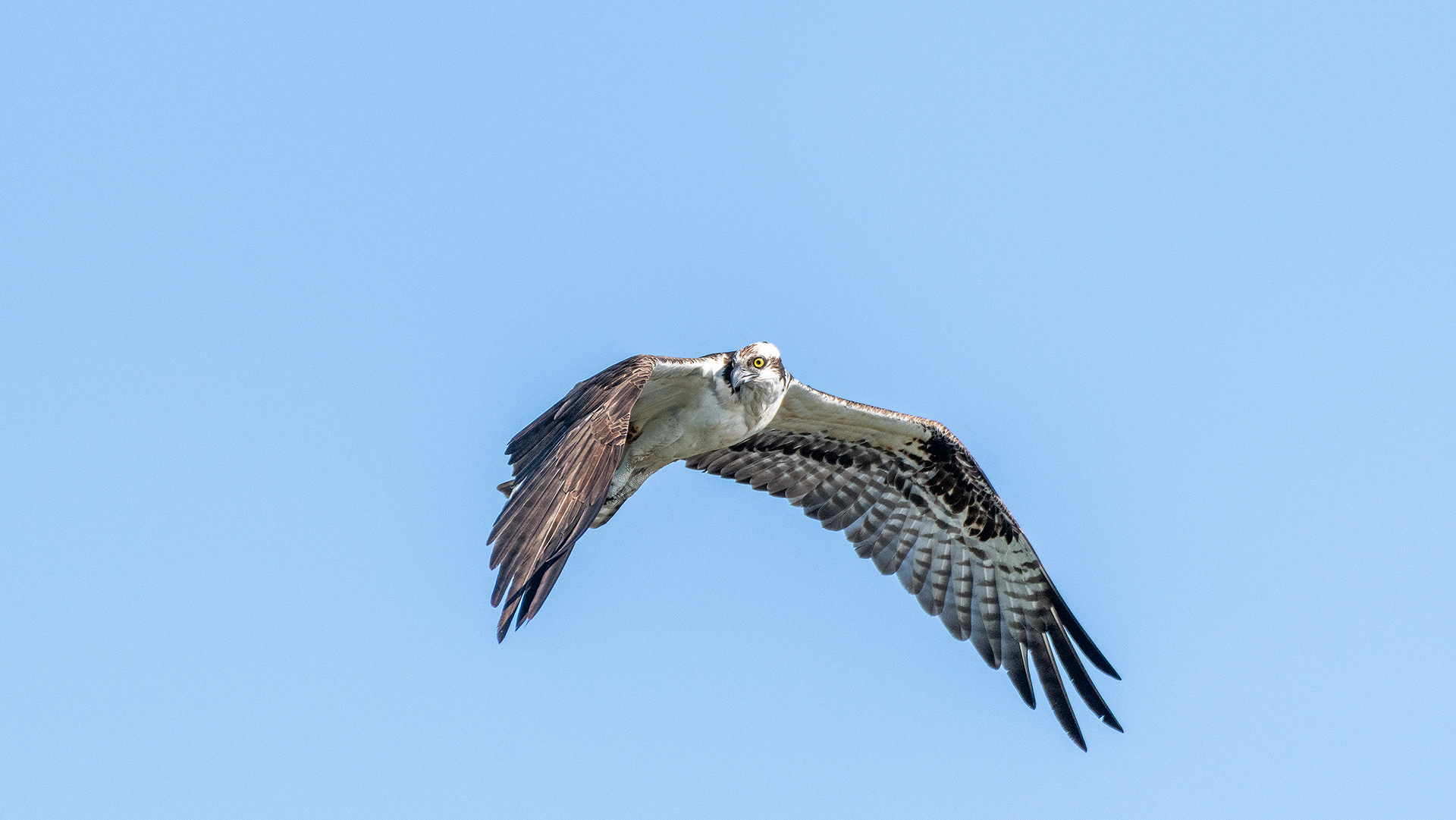 Osprey in flight, Marshall Springs - Fish Creek Prov. Park, Calgary, AB