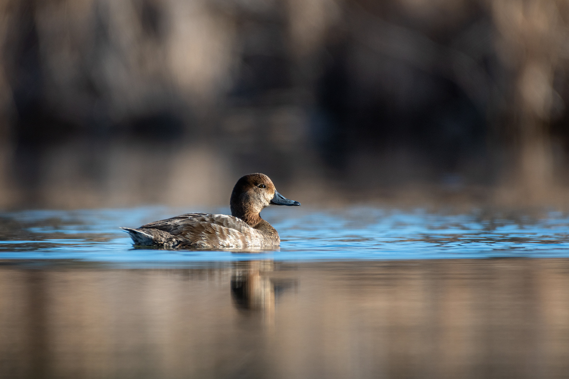 Redhead (female), Marshall Springs, Fish Creek Provincial Park, Calgary, AB