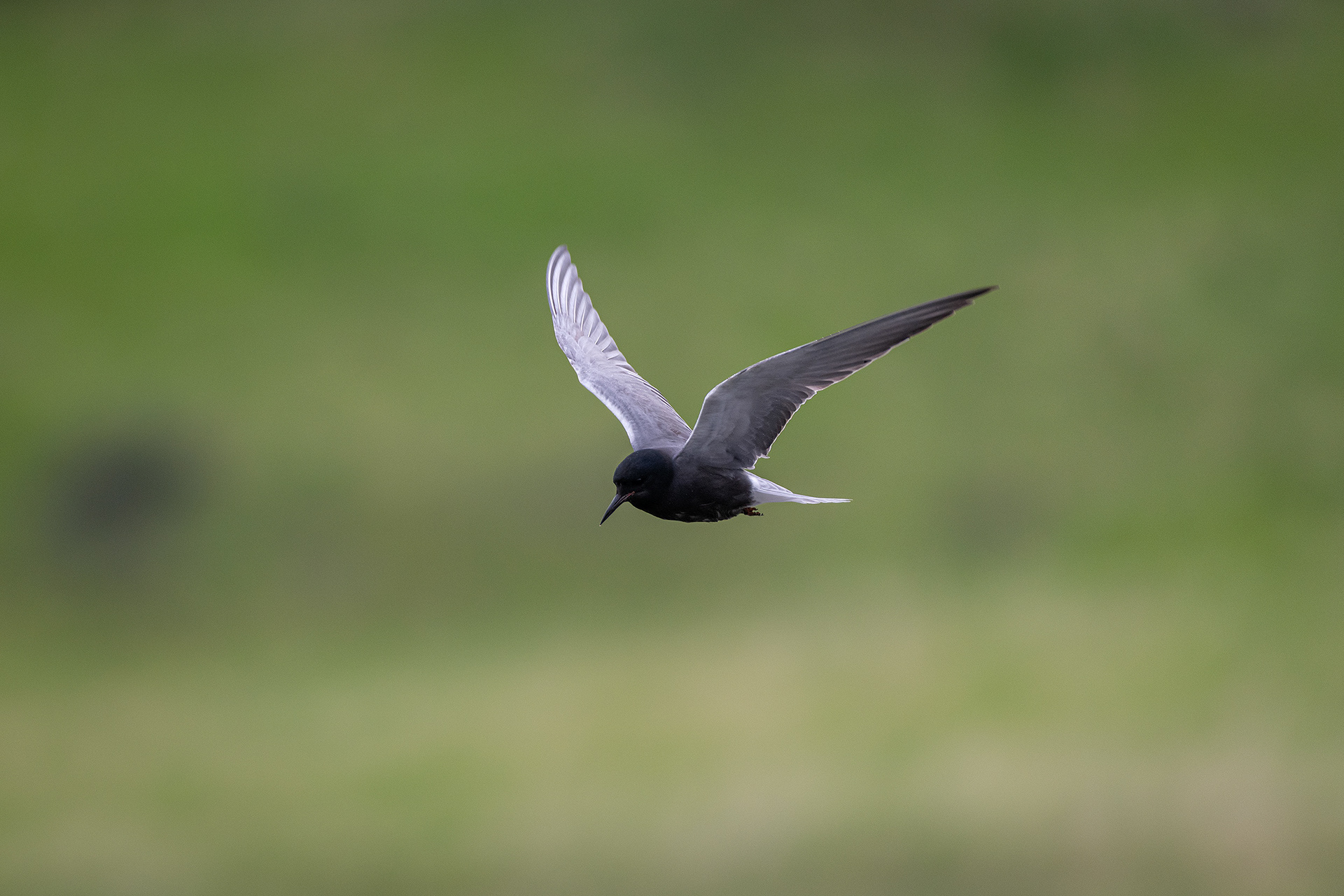 Black Tern (in flight), Marshall Springs ponds, Fish Creek Provincial Park, Calgary, AB